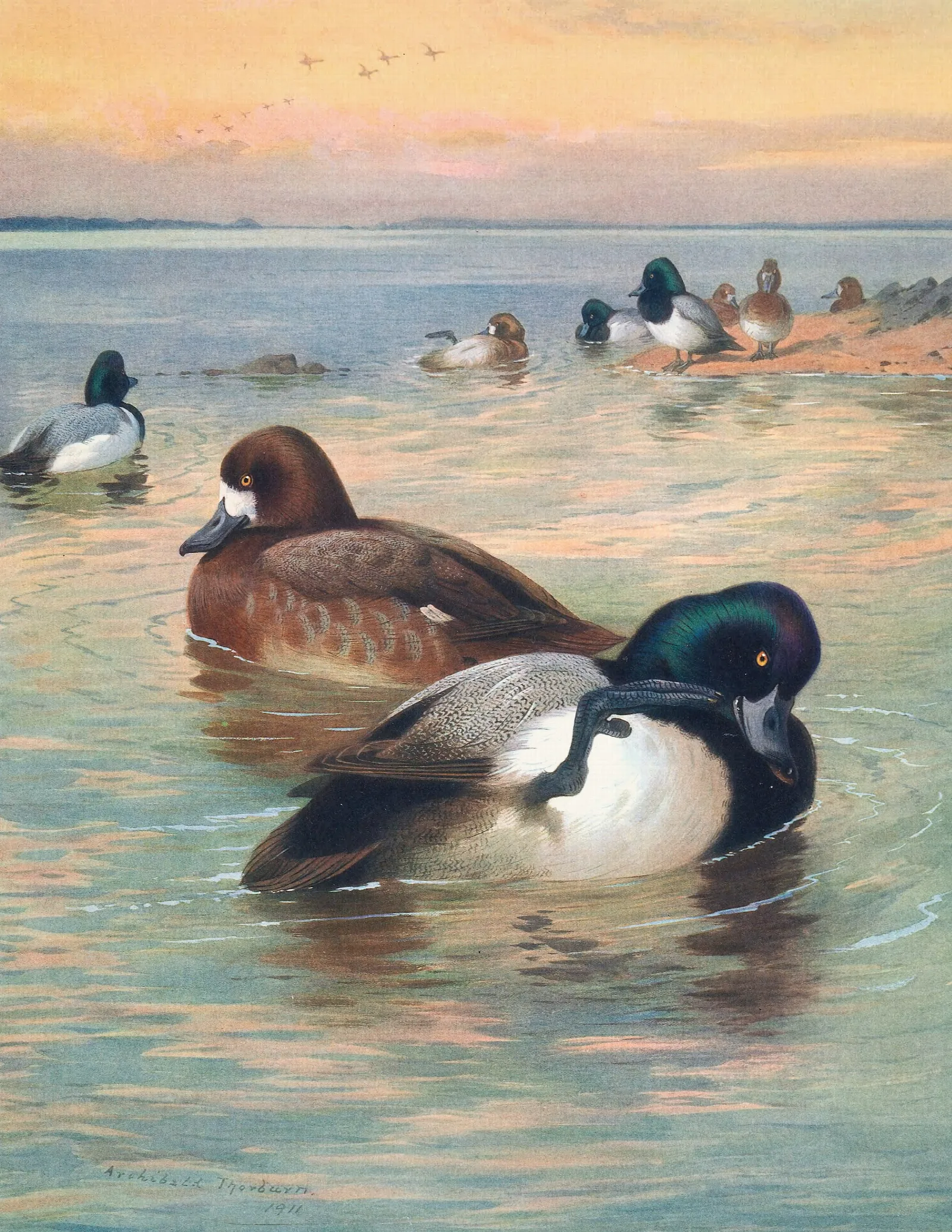 Scaup Duck Wall Art by Archibald Thorburn - Canvas Print