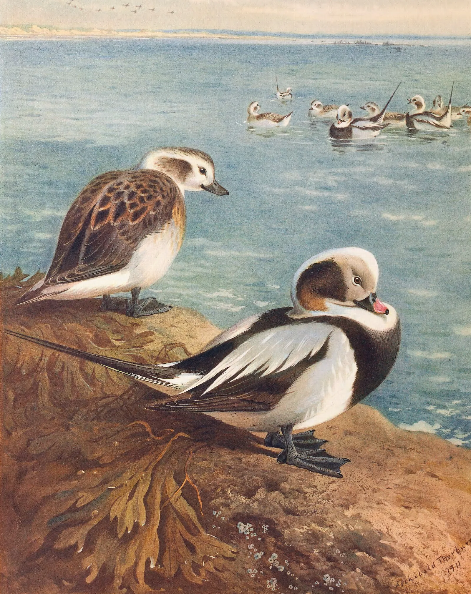 Long Tailed Duck Winter Wall Art by Archibald Thorburn - Canvas Print