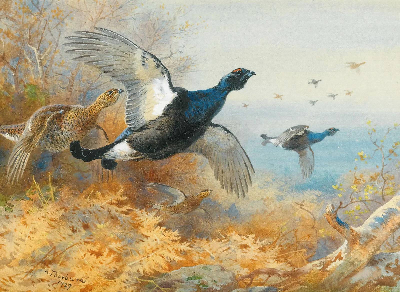 Blackcock Forward Wall Art by Archibald Thorburn - Canvas Print