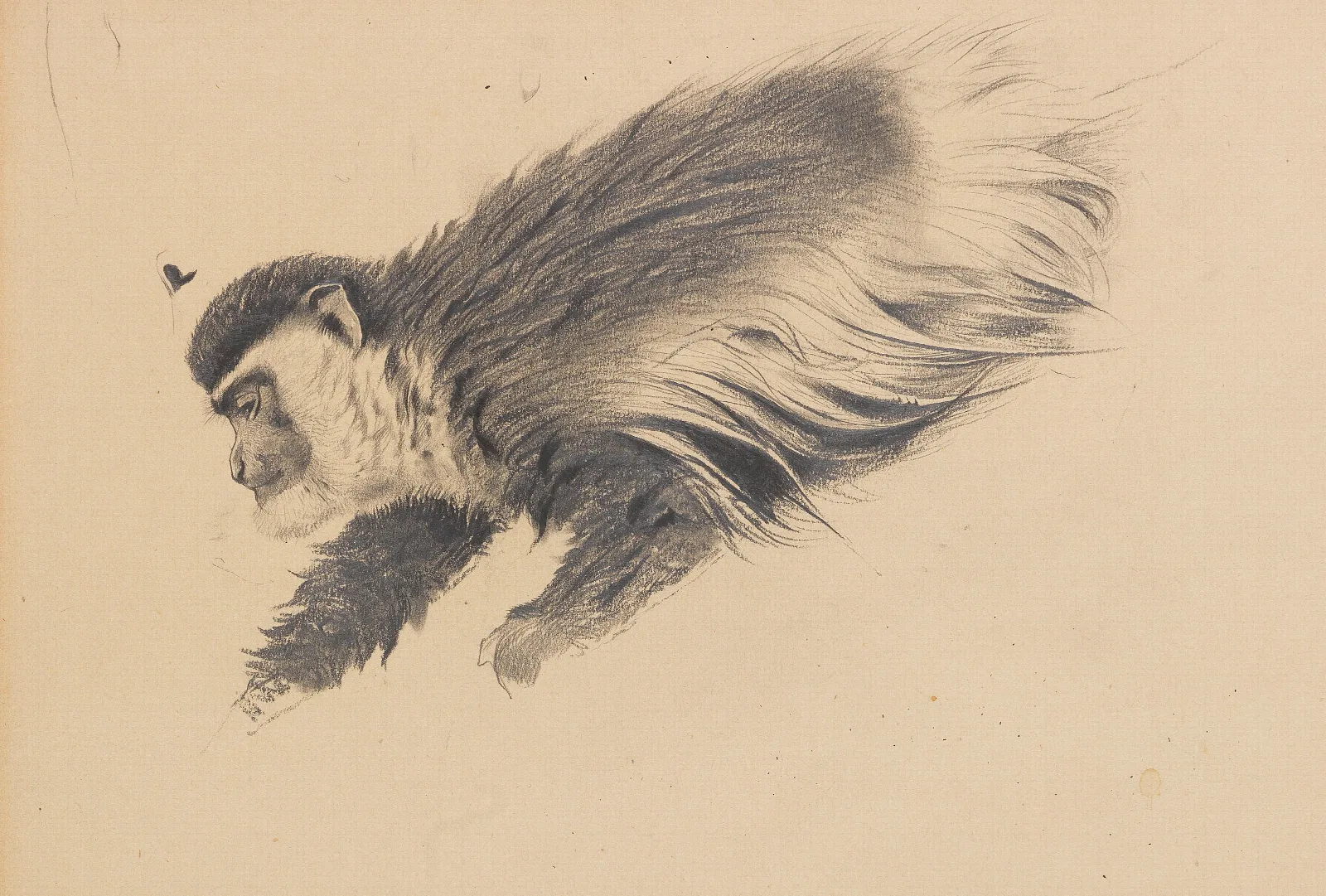 Afrikanischer Hundsaffe Colobus Guereza Wall Art by Wilhelm Kuhnert - Canvas Print