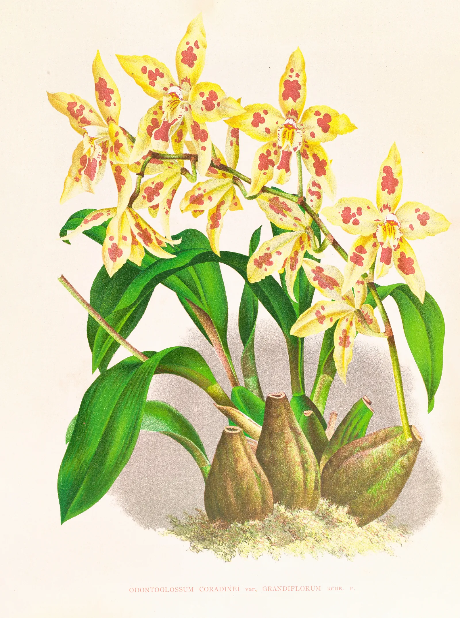 Odontoglossum Coradinei Var Grandiflorum Wall Art by Jean Jules Linden - Canvas Print