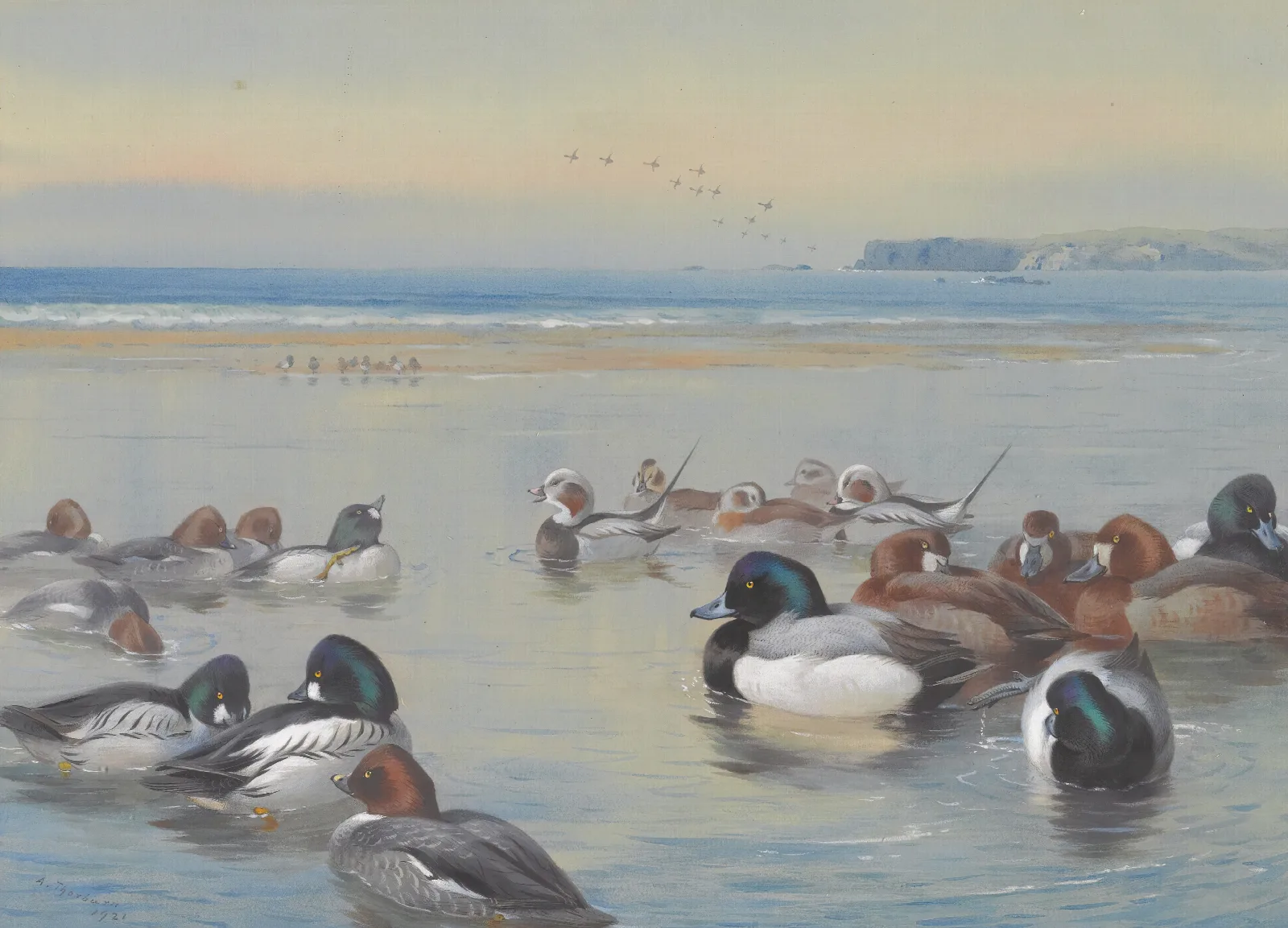 Ducks Along The Shoreline Wall Art by Archibald Thorburn - Canvas Print