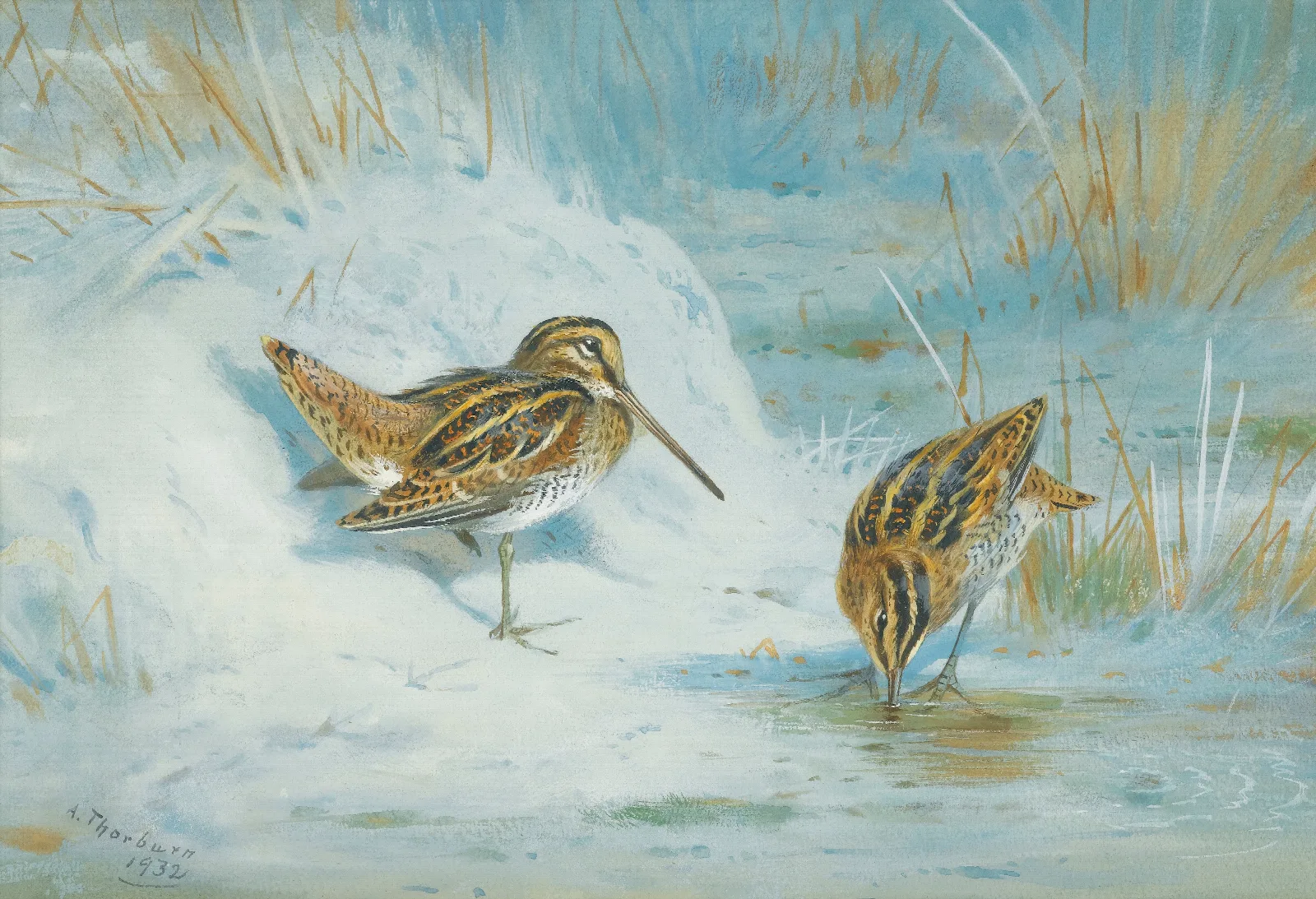 Frozen Out Snipe Wall Art by Archibald Thorburn - Canvas Print