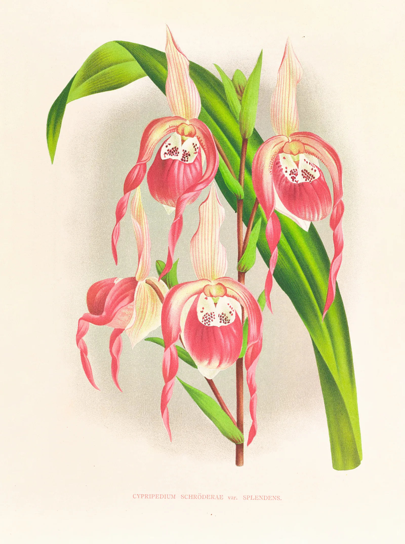 Cypripedium Schroderae Var Splendens Wall Art by Jean Jules Linden - Canvas Print