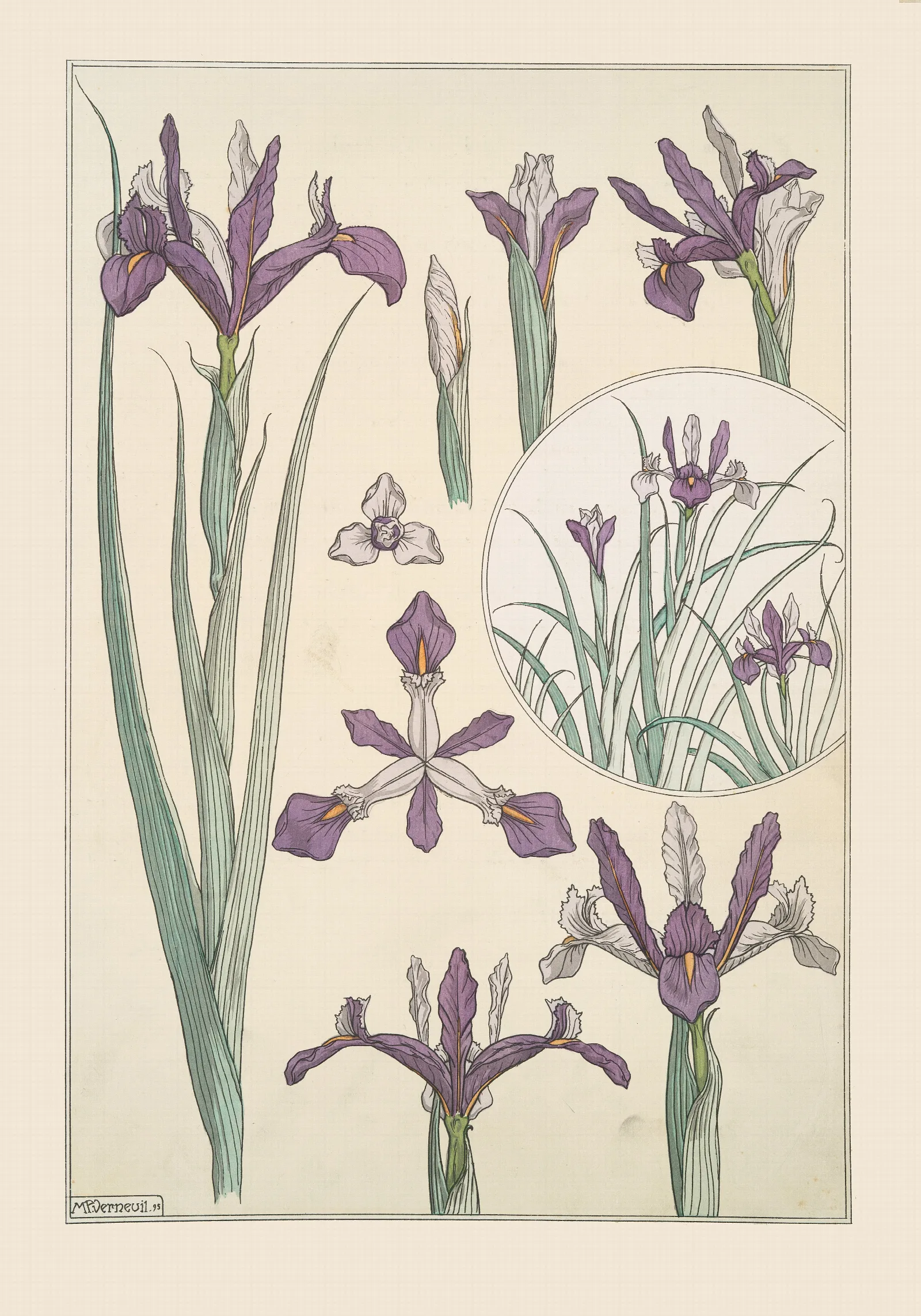 Iris Wall Art by Maurice Pillard Verneuil - Canvas Print