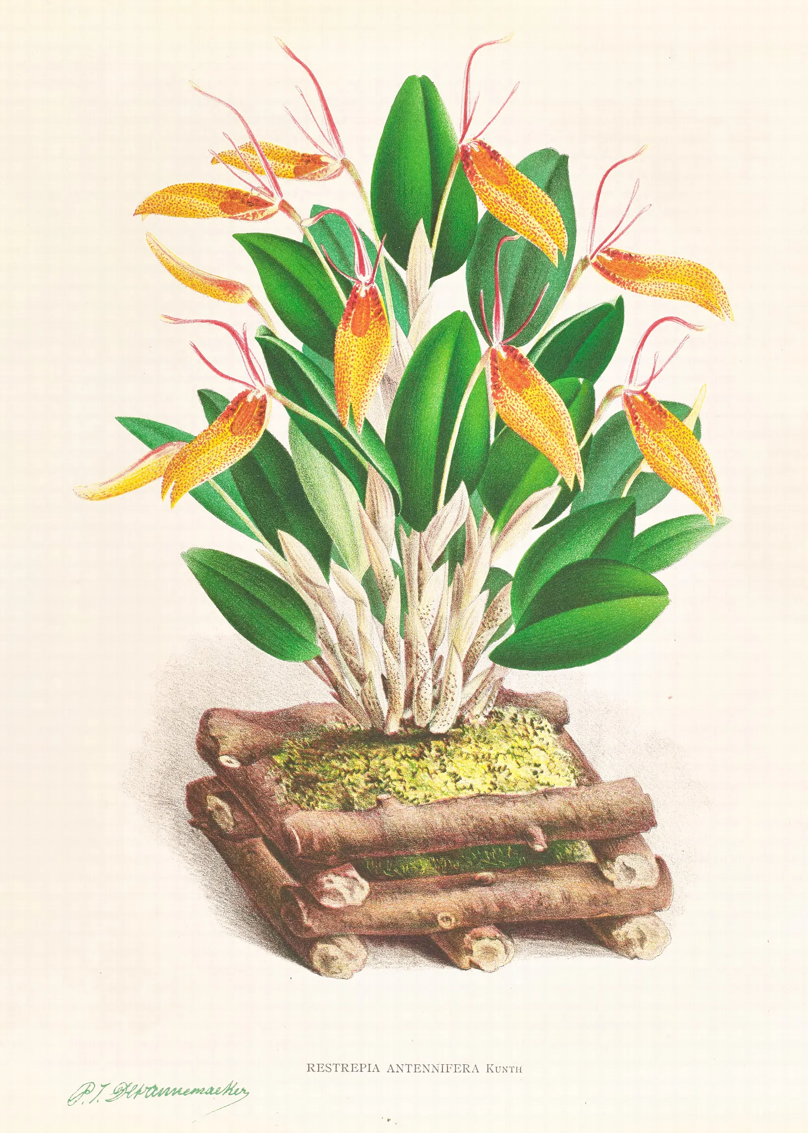 Restrepia Antennifera 2 Wall Art by Jean Jules Linden - Canvas Print
