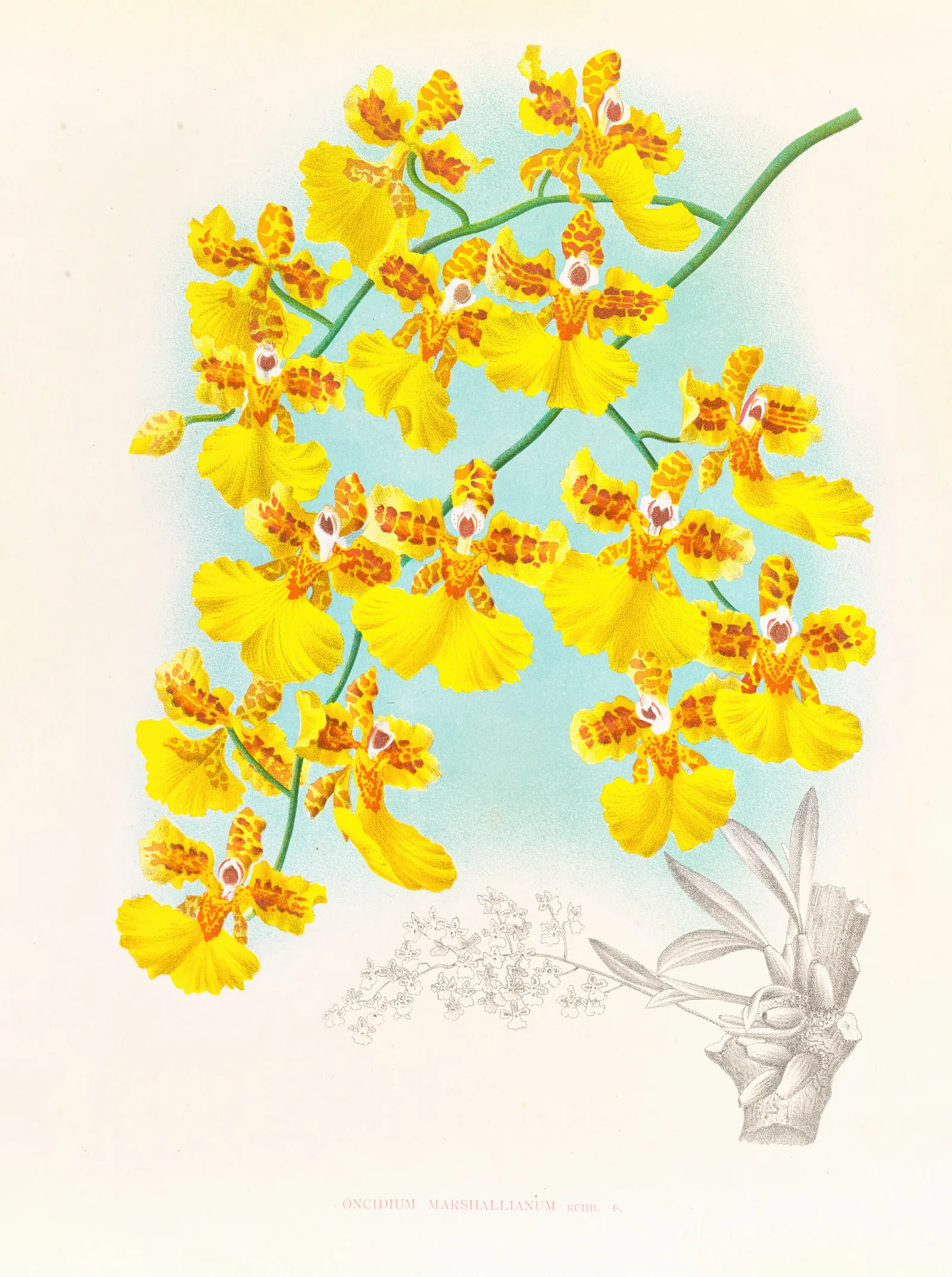 Oncidium Marshallianum Wall Art by Jean Jules Linden - Canvas Print