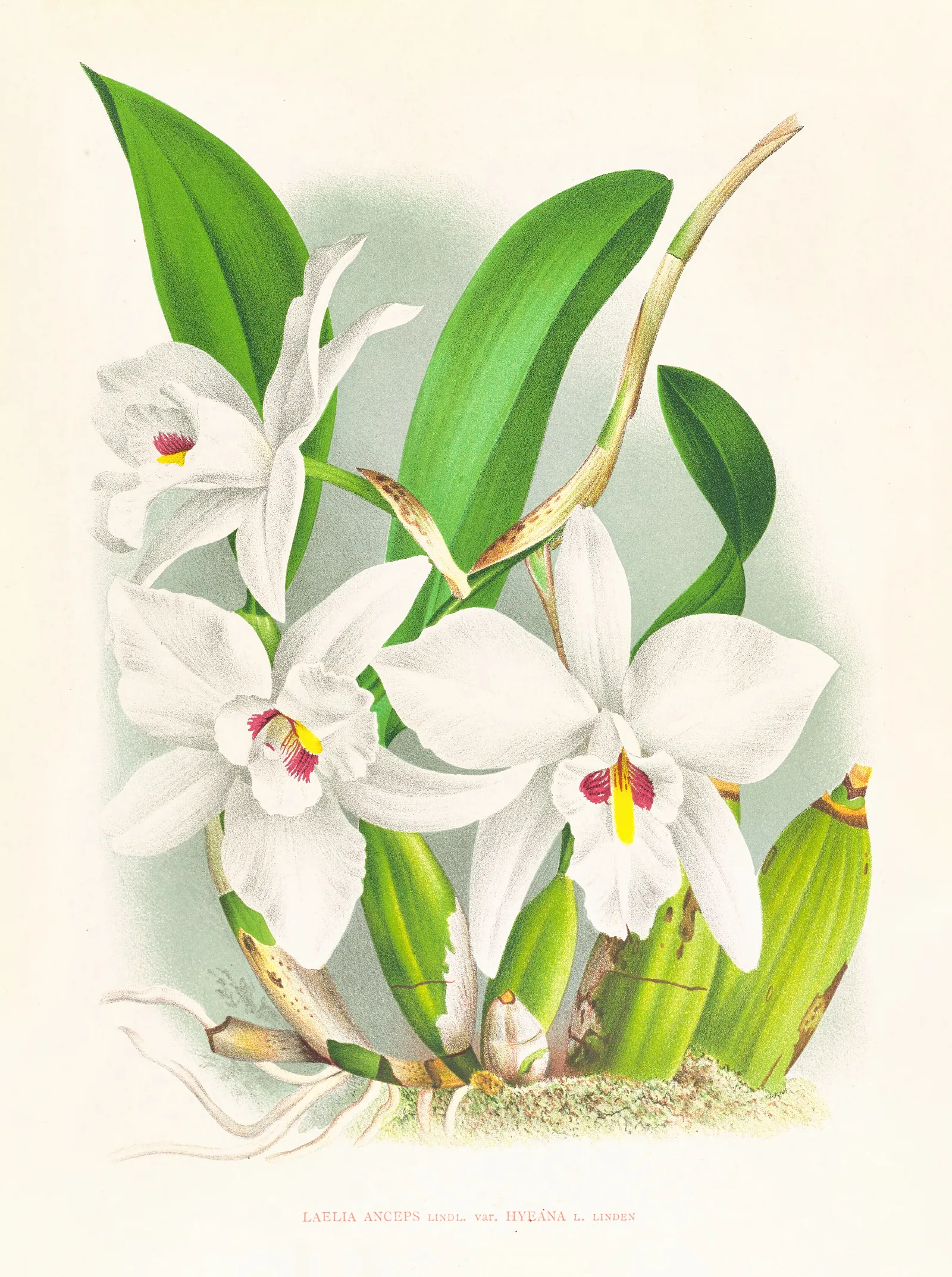Laelia Anceps Var Hyeana Wall Art by Jean Jules Linden - Canvas Print