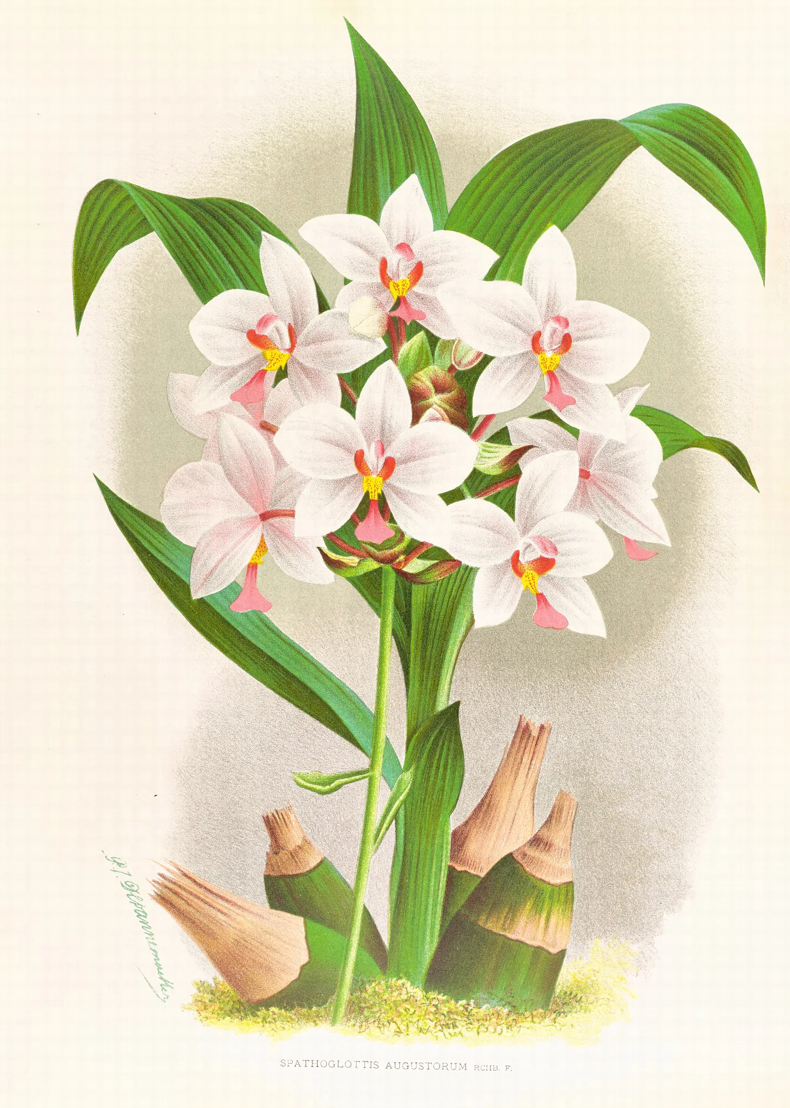 Spathoglottis Augustorum Wall Art by Jean Jules Linden - Canvas Print