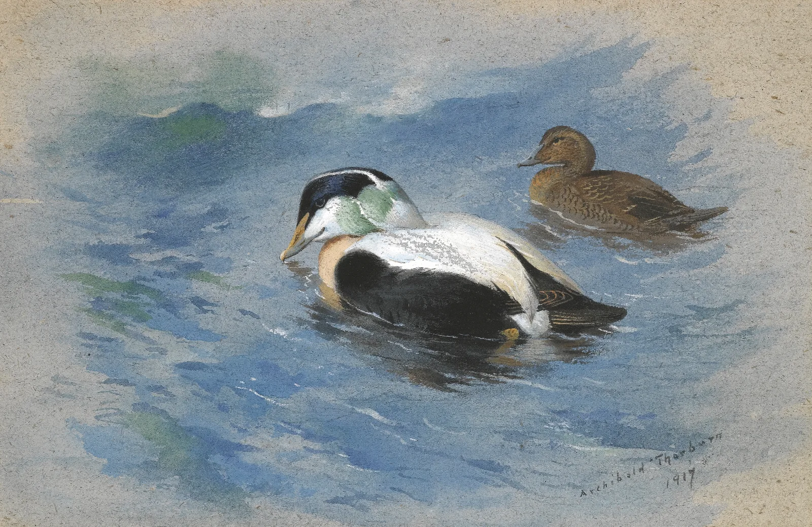 A Pair Of Eider Ducks Wall Art by Archibald Thorburn - Canvas Print