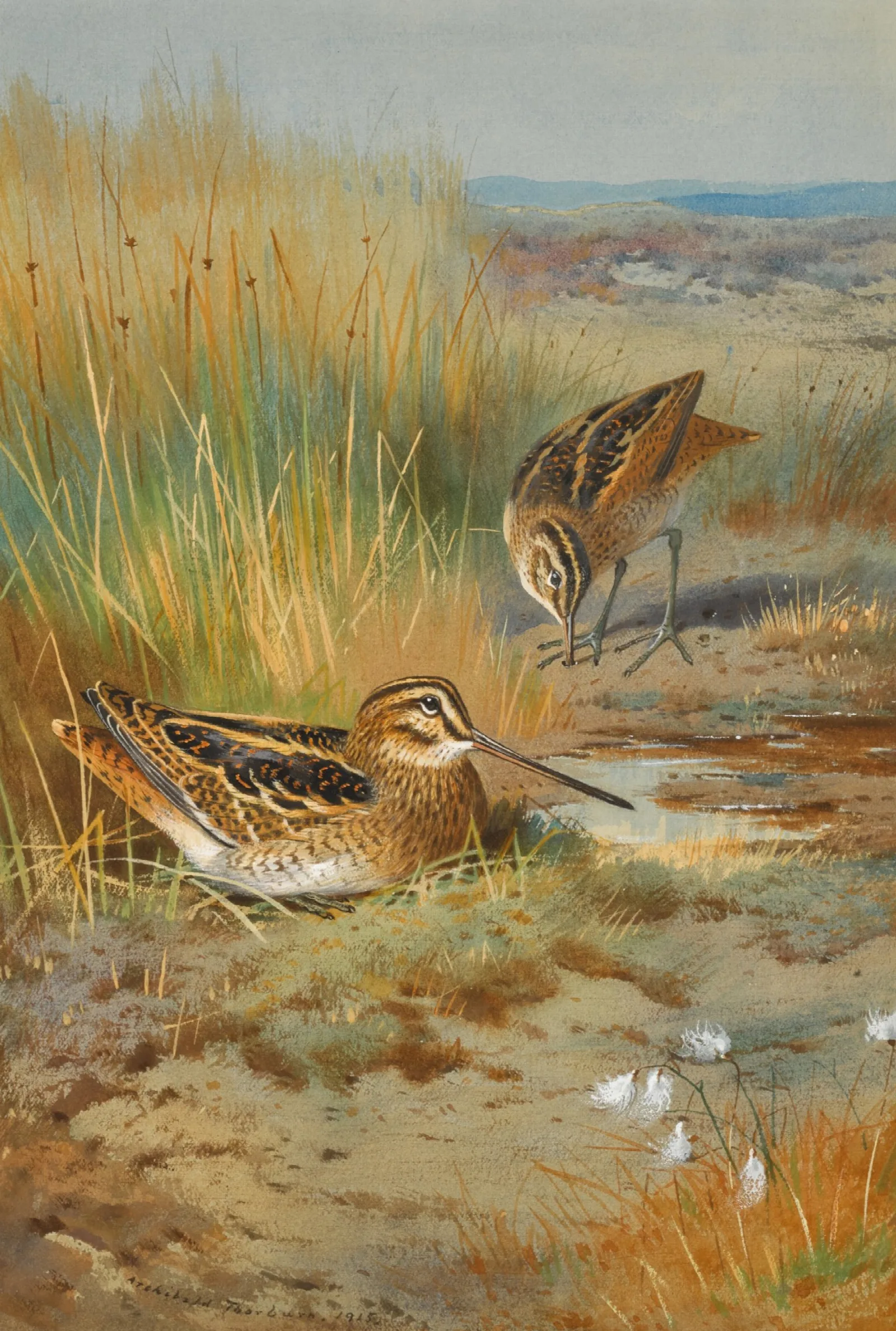 A Pair Of Snipe Gallinago Gallinago Wall Art by Archibald Thorburn - Canvas Print