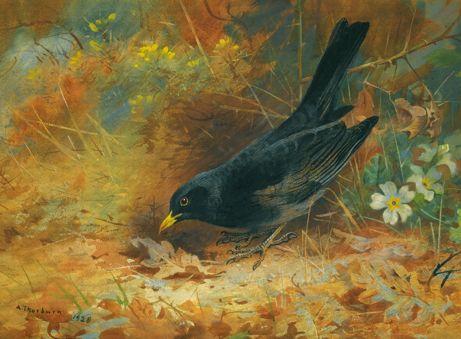Blackbird Wall Art by Archibald Thorburn - Canvas Print