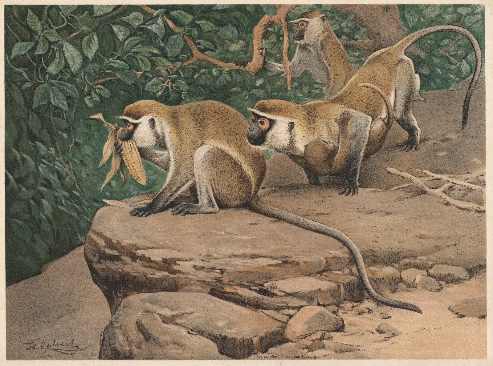 Sabaeus Monkey 2 Wall Art by Wilhelm Kuhnert - Canvas Print