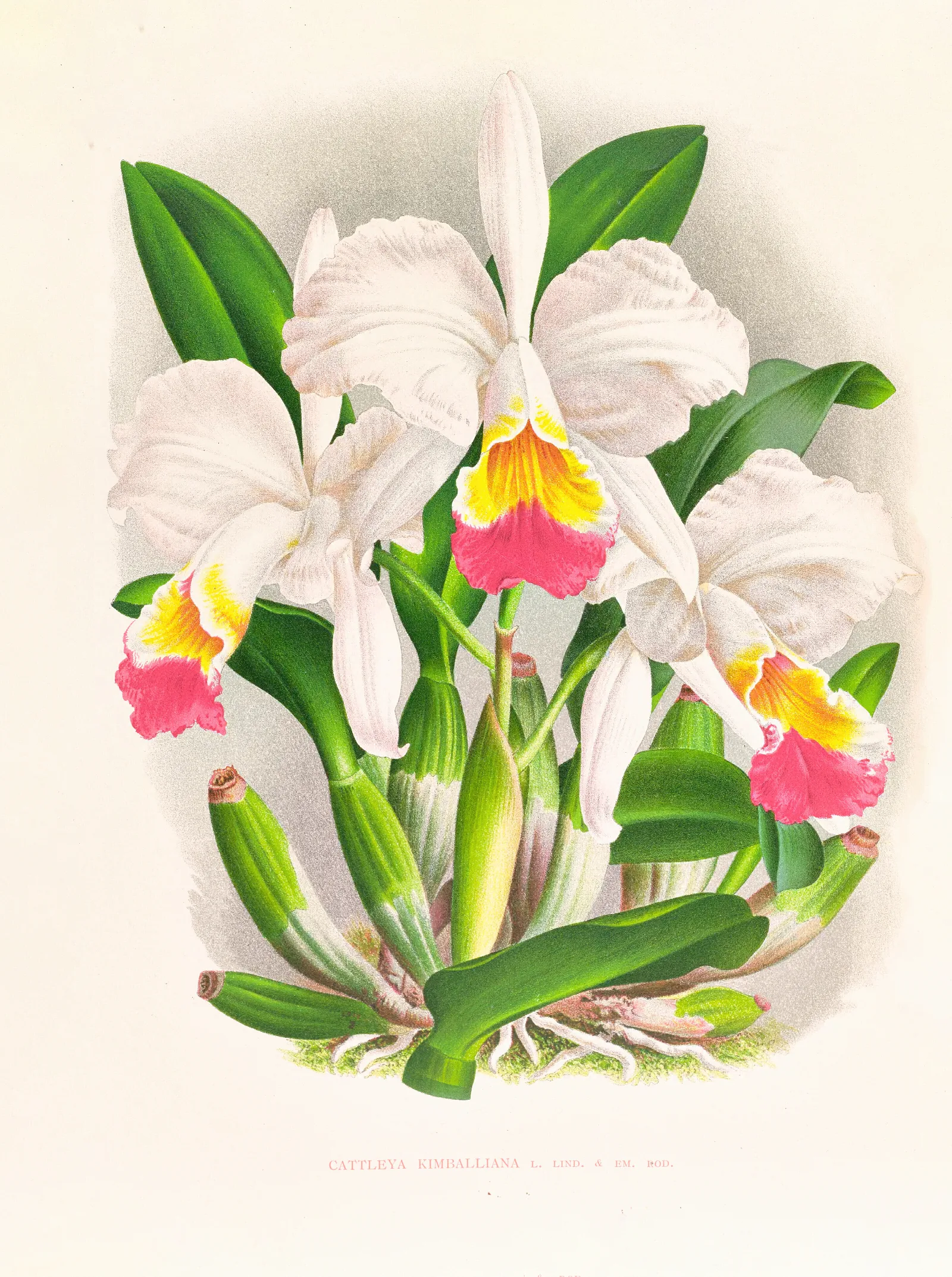 Cattleya Kimballiana Wall Art by Jean Jules Linden - Canvas Print