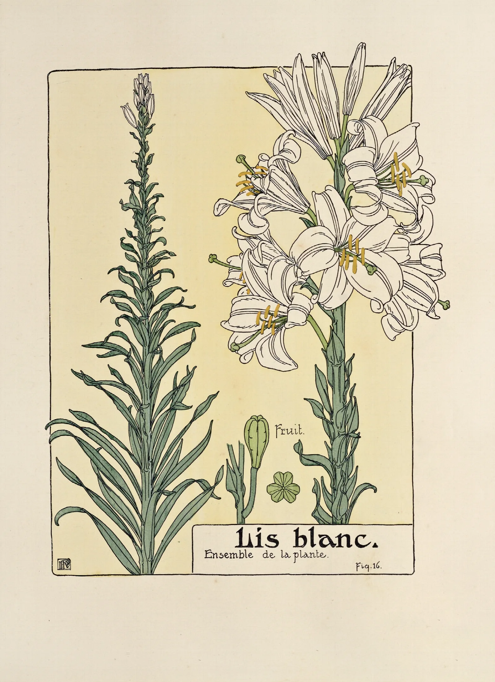Lis Blanc Wall Art by Maurice Pillard Verneuil - Canvas Print