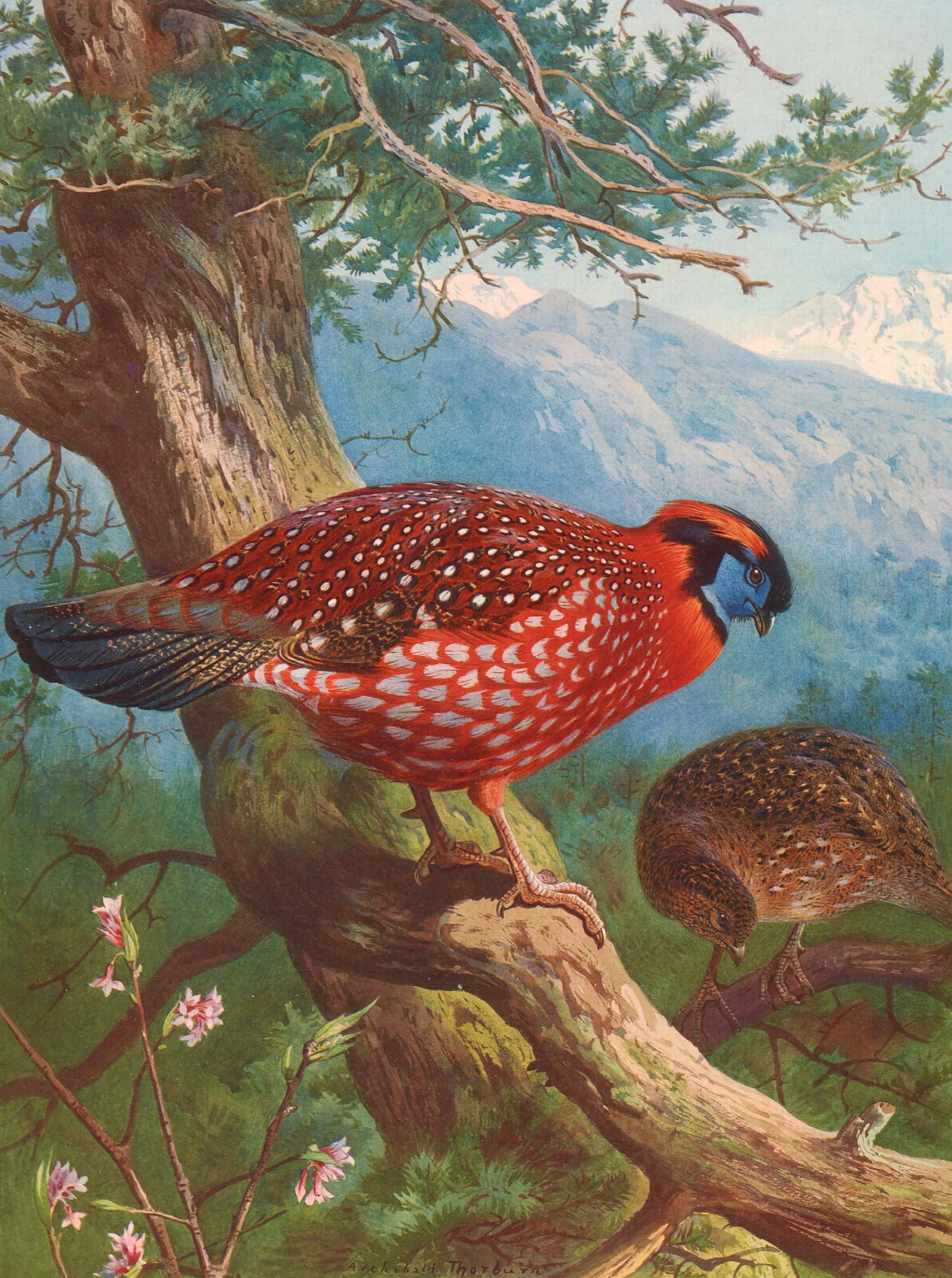 Temmincks Tragopan Wall Art by Archibald Thorburn - Canvas Print