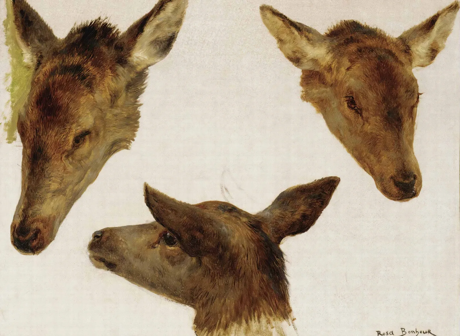 Study Of Deer Heads Wall Art by Rosa Bonheur - Canvas Print