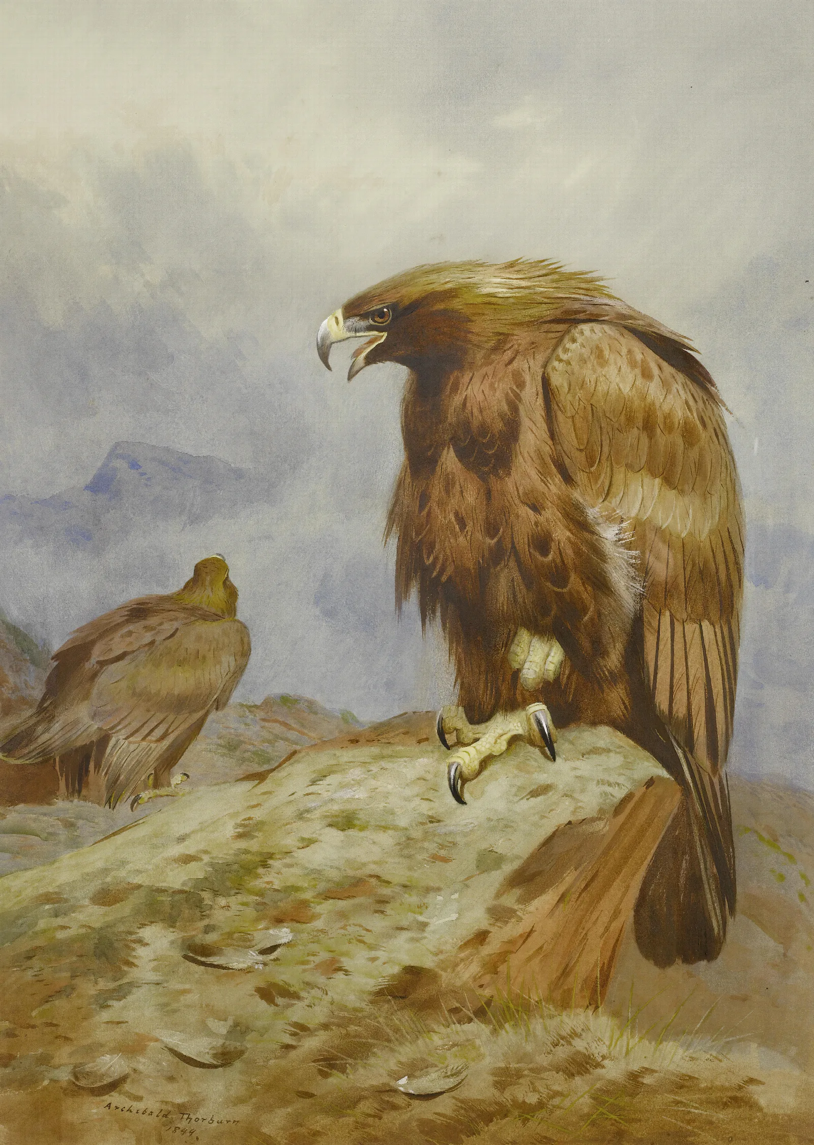 A Pair Of Golden Eagles Wall Art by Archibald Thorburn - Canvas Print
