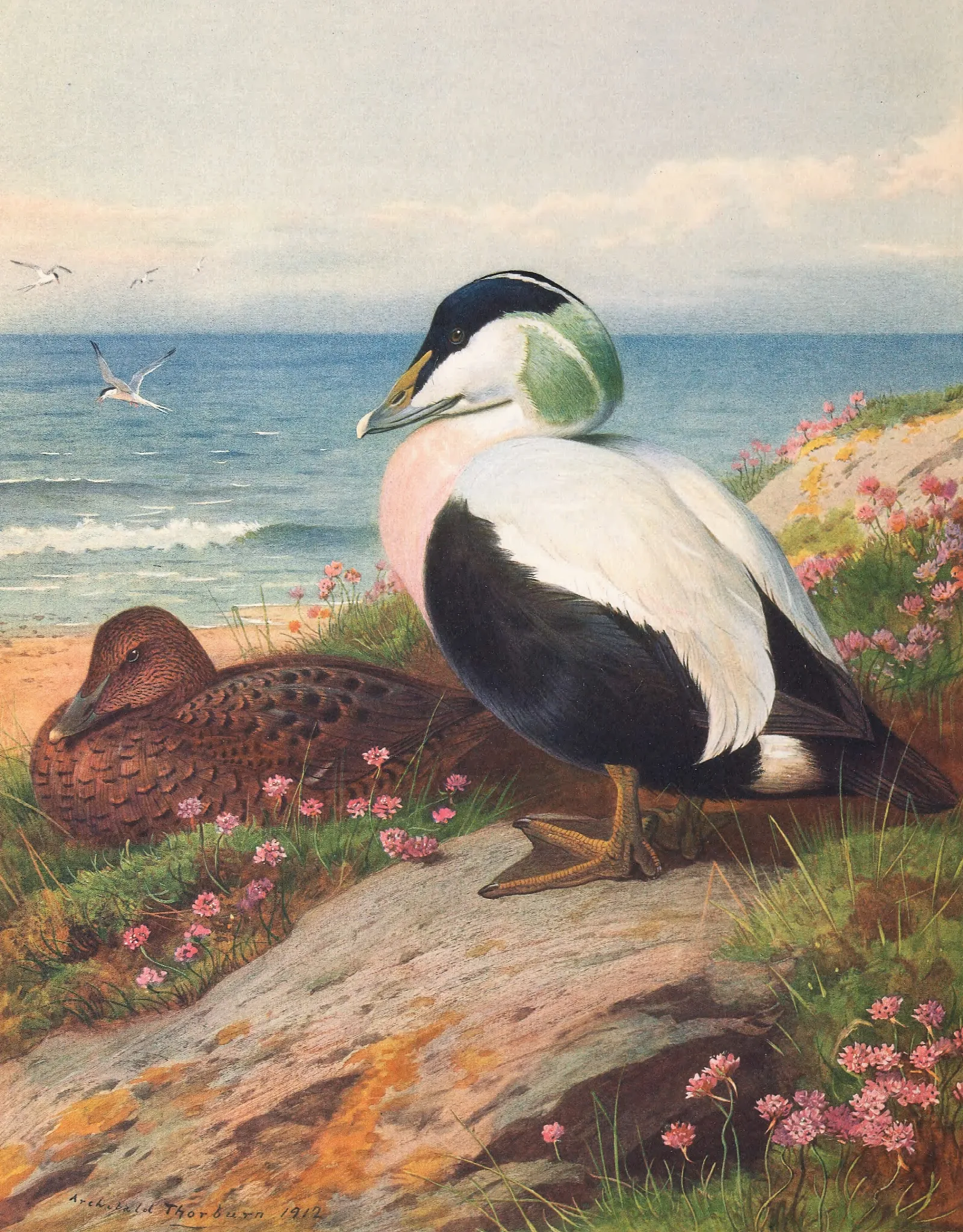 Eider Duck Wall Art by Archibald Thorburn - Canvas Print