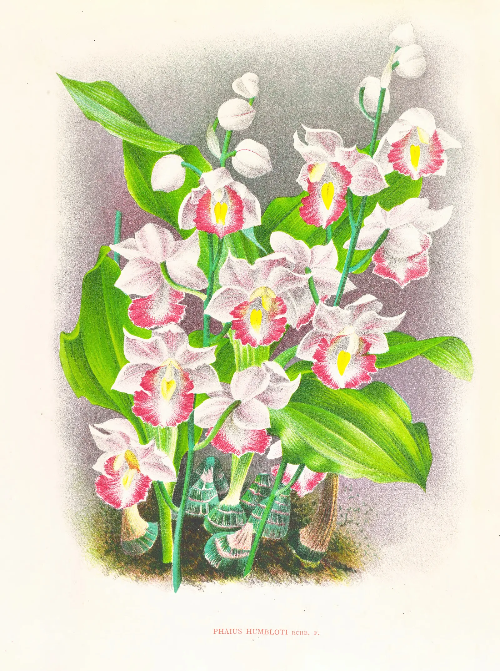 Phaius Humbloti Wall Art by Jean Jules Linden - Canvas Print