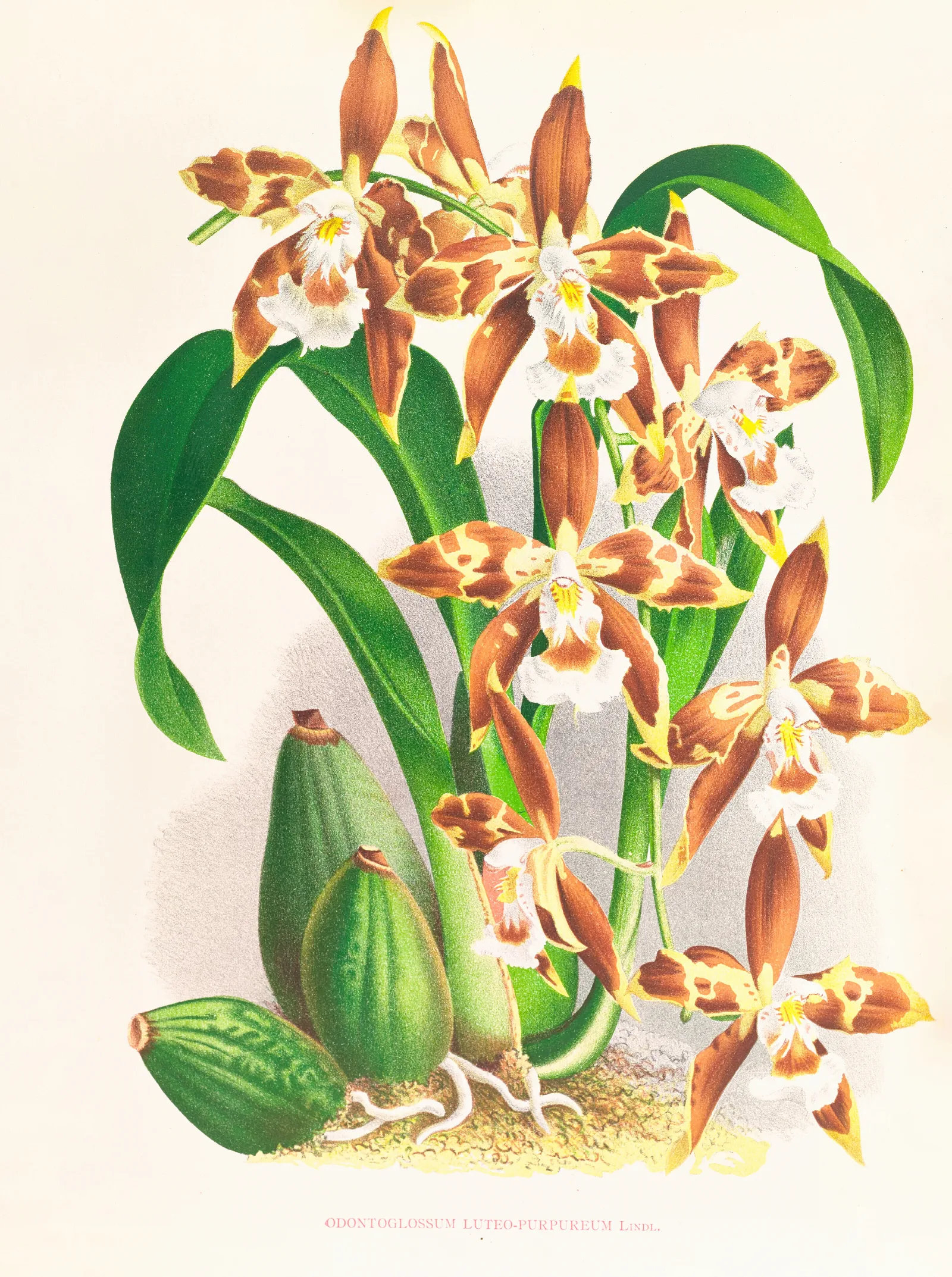 Odontoglossum Luteo Purpureum Wall Art by Jean Jules Linden - Canvas Print