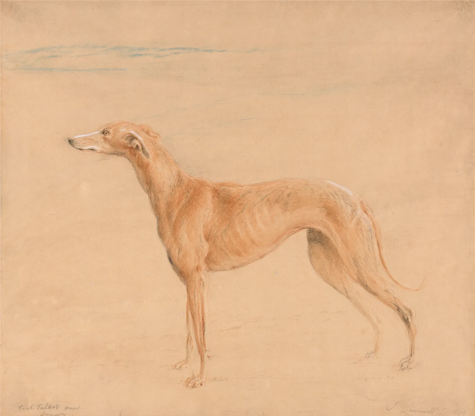 Earl Talbots Hound Thomasine Wall Art by John Linnell - Canvas Print