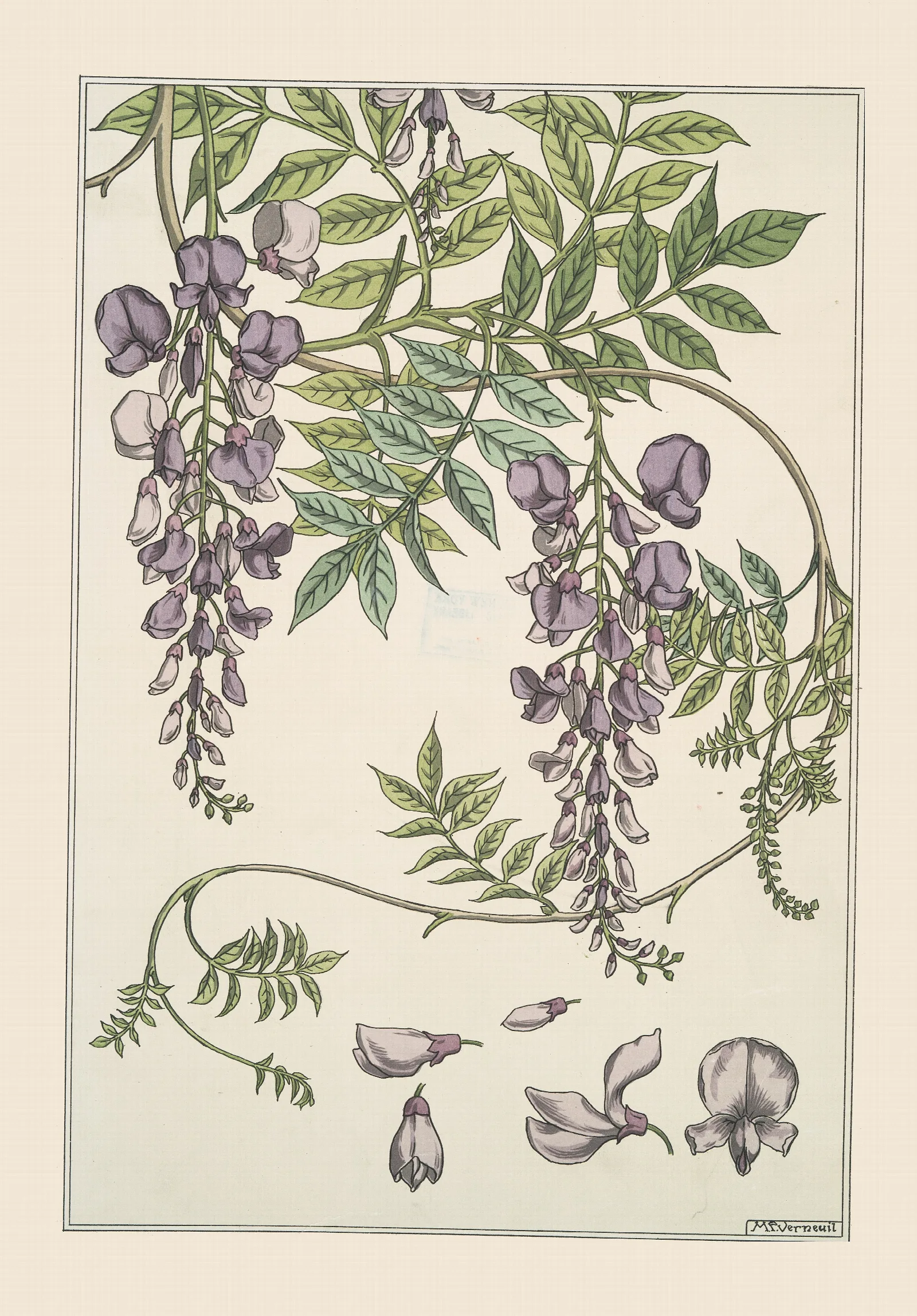 Glycine Wall Art by Maurice Pillard Verneuil - Canvas Print