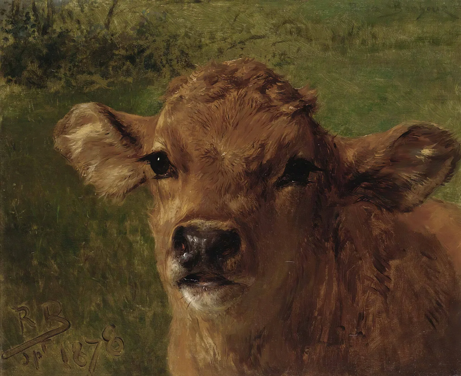Head Of A Calf Wall Art by Rosa Bonheur - Canvas Print
