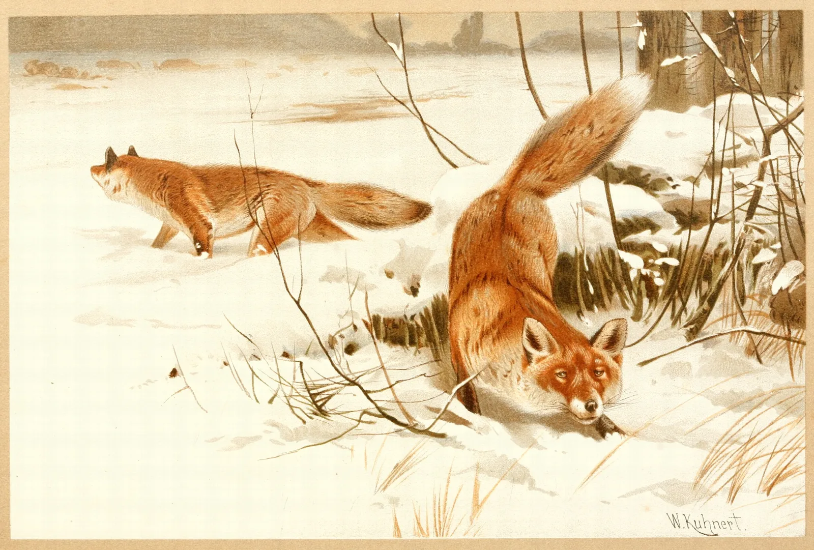 Common Fox Wall Art by Wilhelm Kuhnert - Canvas Print