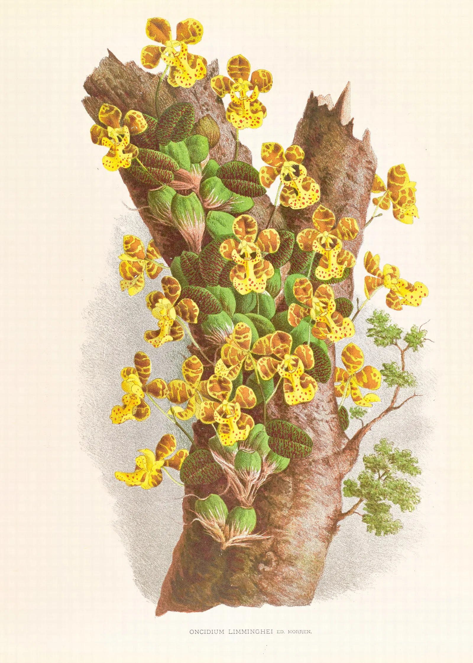 Oncidium Limminghei Wall Art by Jean Jules Linden - Canvas Print