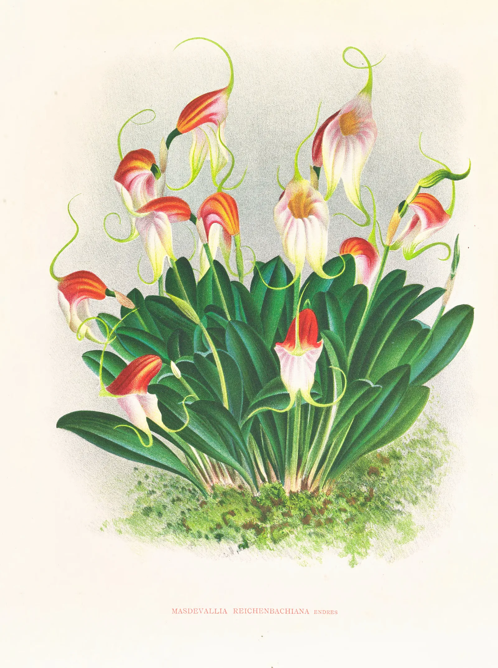 Masdevallia Reichenbachiana Wall Art by Jean Jules Linden - Canvas Print