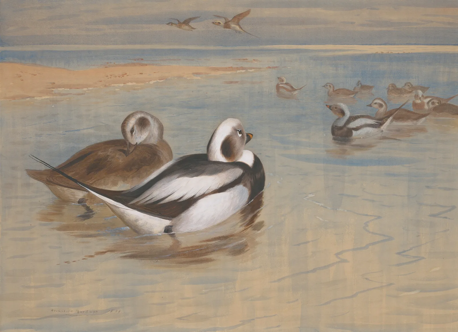 Long Tailed Ducks Wall Art by Archibald Thorburn - Canvas Print