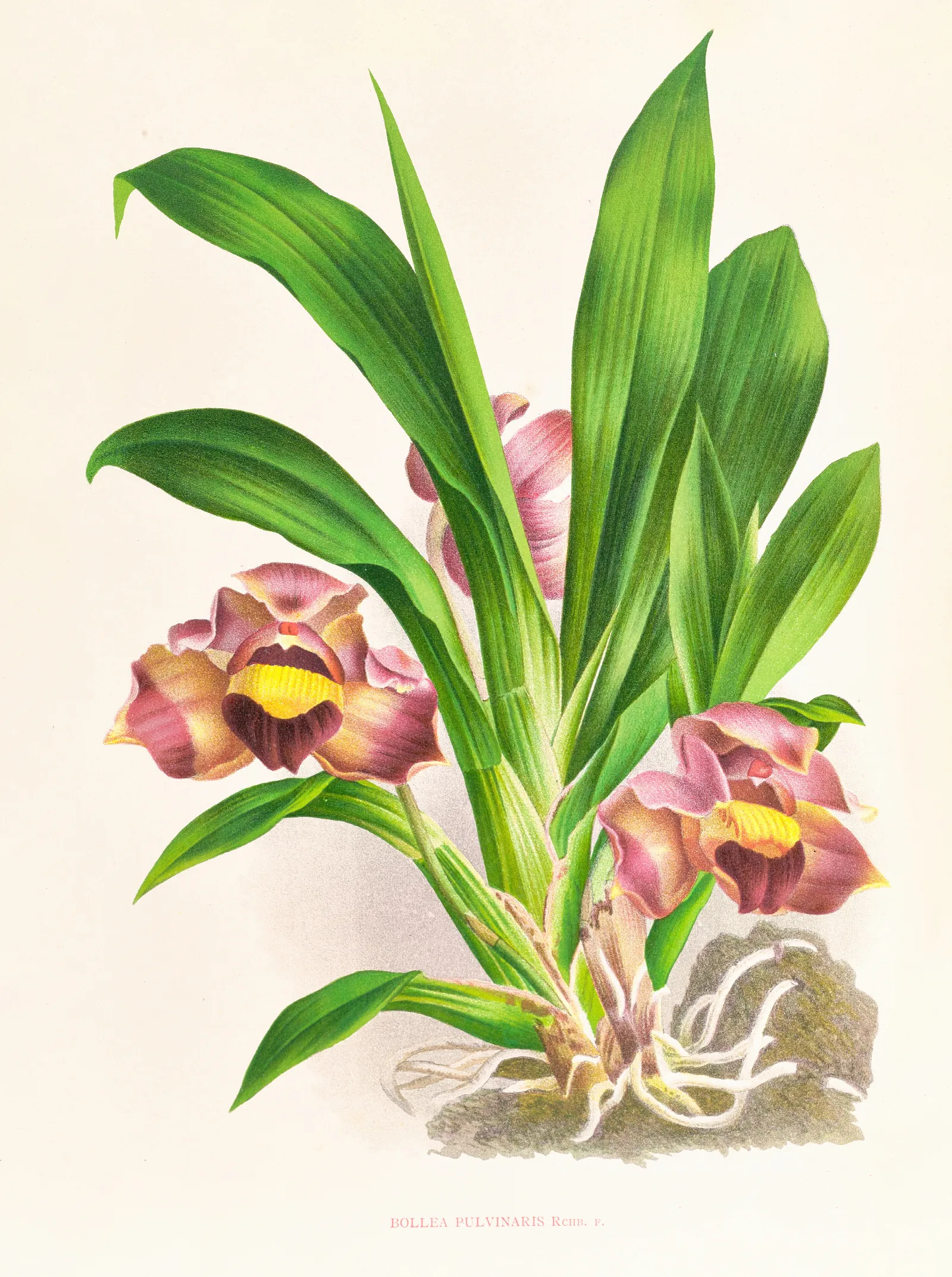 Bollea Pulvinaris Wall Art by Jean Jules Linden - Canvas Print