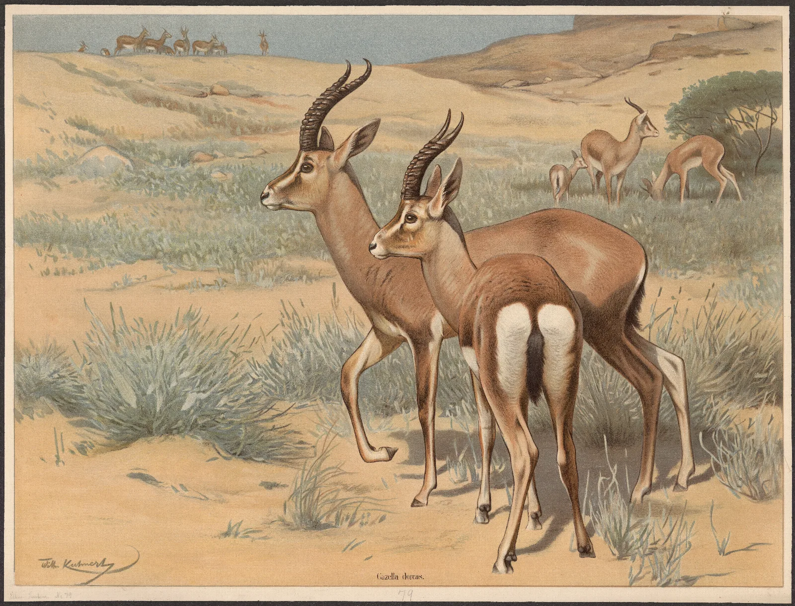Gazelle 2 Wall Art by Wilhelm Kuhnert - Canvas Print