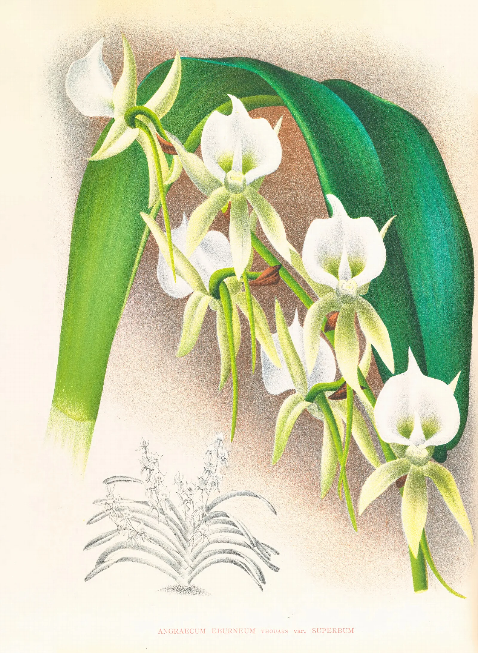 Angraecum Eburneum Var Superbum Wall Art by Jean Jules Linden - Canvas Print