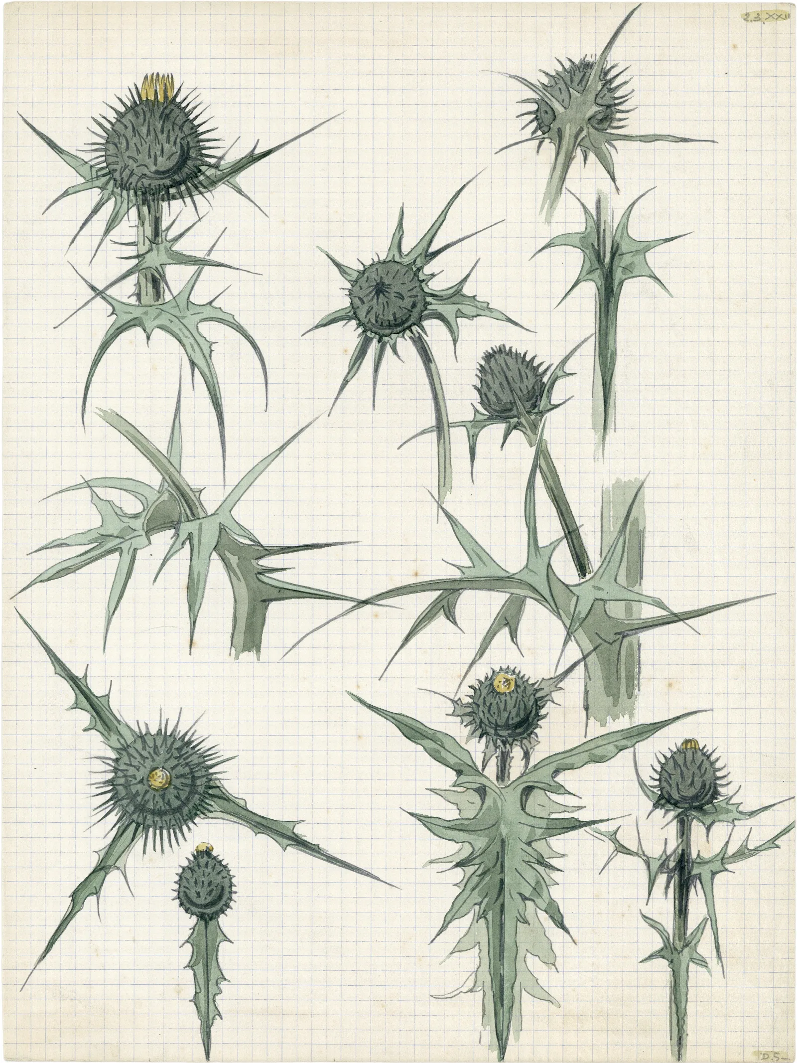 Distel 2de Soort 9 Wall Art by Alfred Ost - Canvas Print