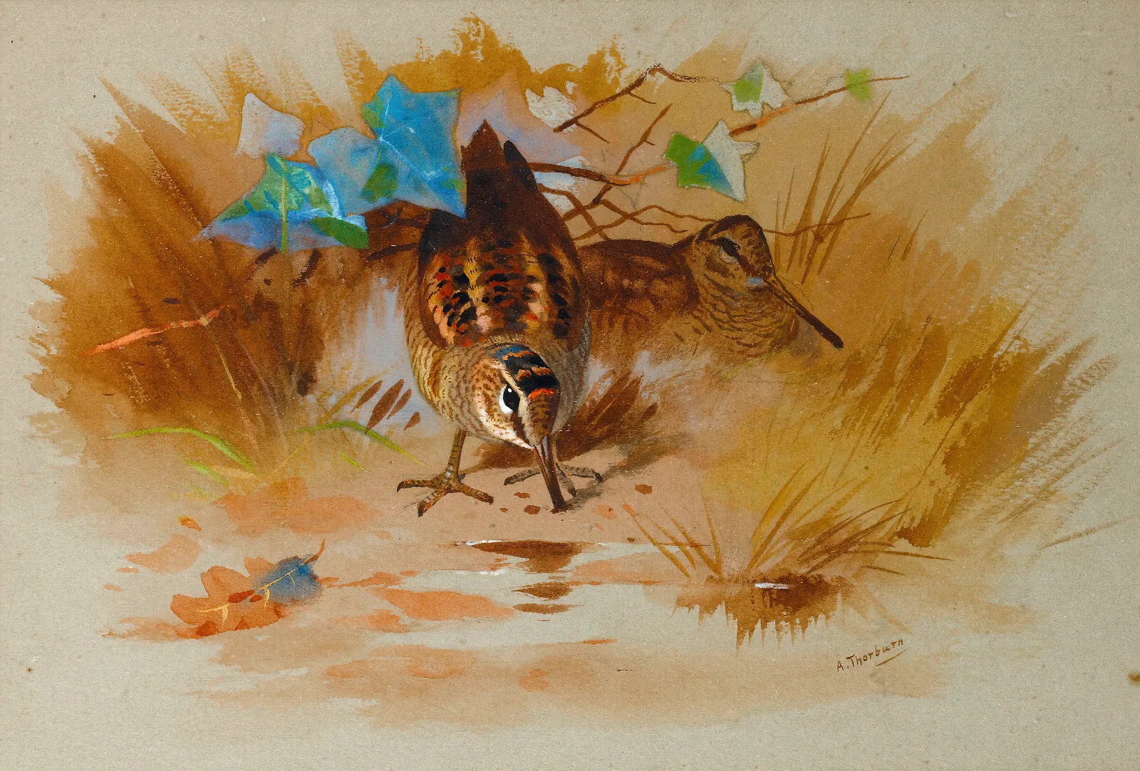 Woodcock In A Sandy Hollow Wall Art by Archibald Thorburn - Canvas Print