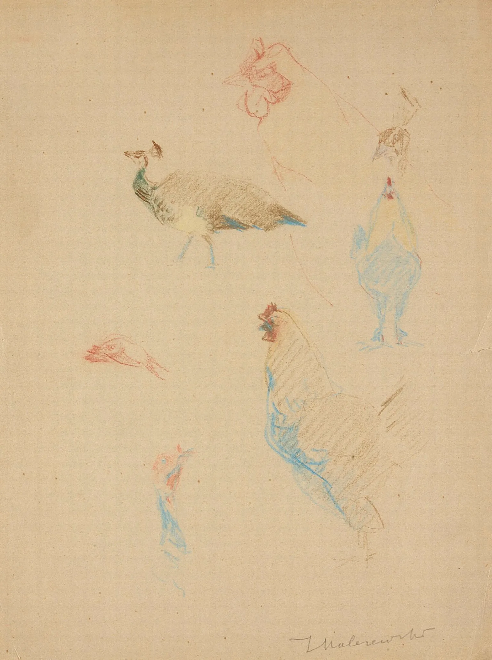 Sketches Of Hens And A Peacock And A Turkeys Head Wall Art by Jacek Malczewski - Canvas Print