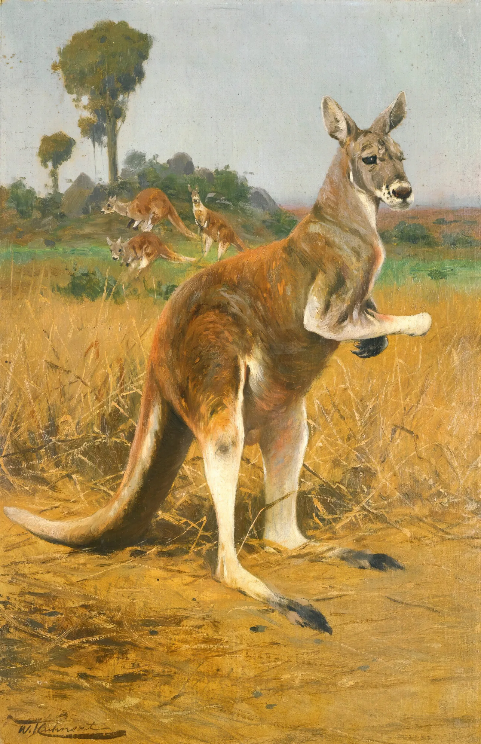 Red Kangaroos In The Outback Wall Art by Wilhelm Kuhnert - Canvas Print