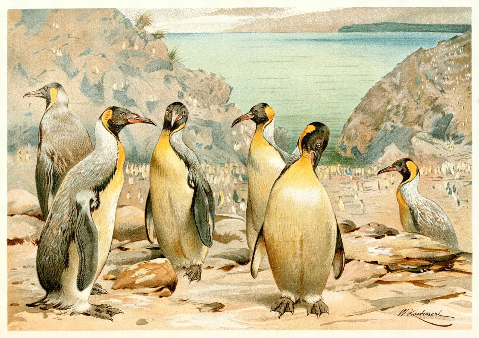 Giant Penguins Wall Art by Wilhelm Kuhnert - Canvas Print