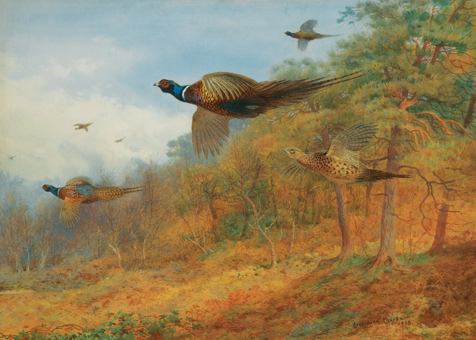 Pheasants Breaking Out Of Cover Wall Art by Archibald Thorburn - Canvas Print