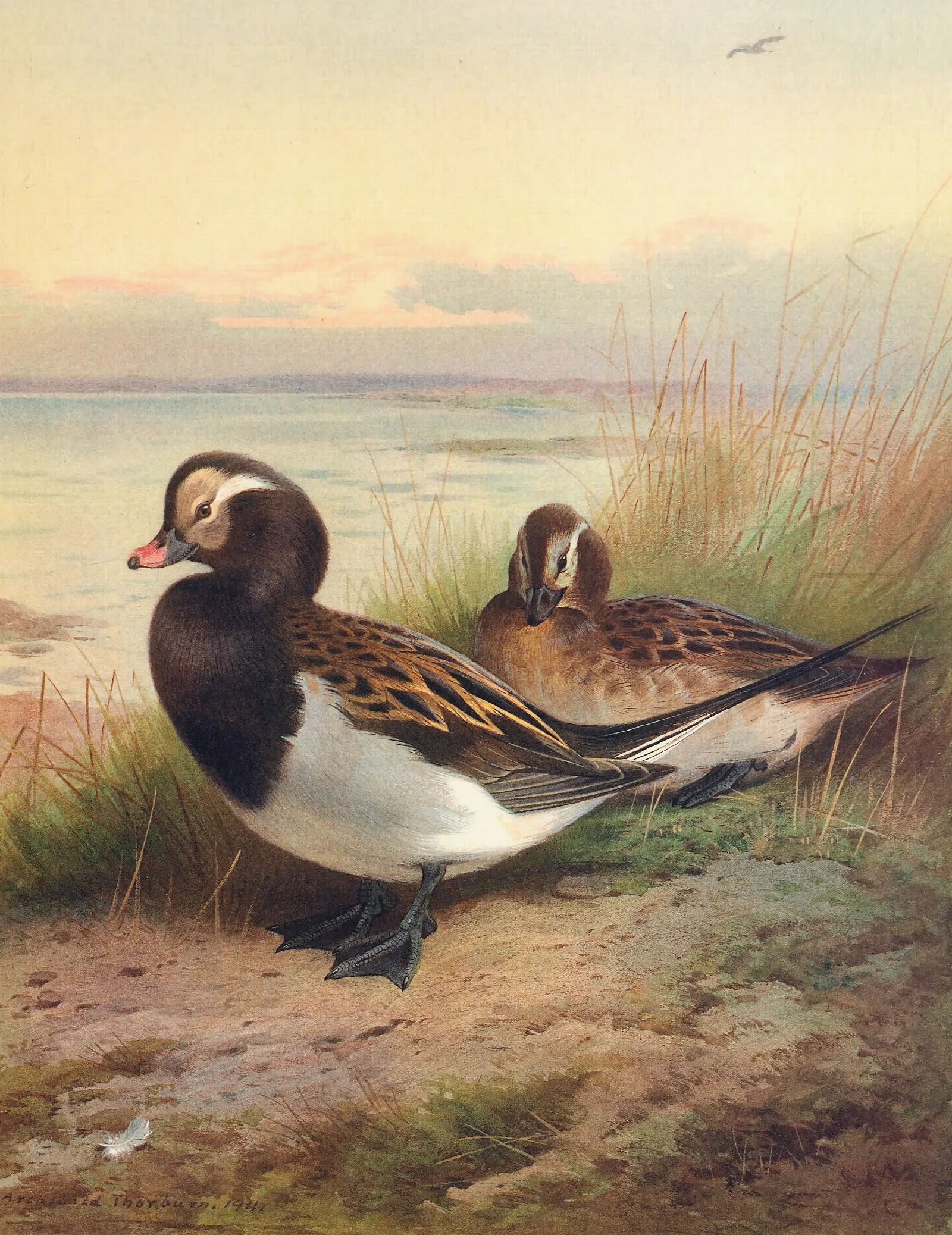 Long Tailed Duck Summer Wall Art by Archibald Thorburn - Canvas Print