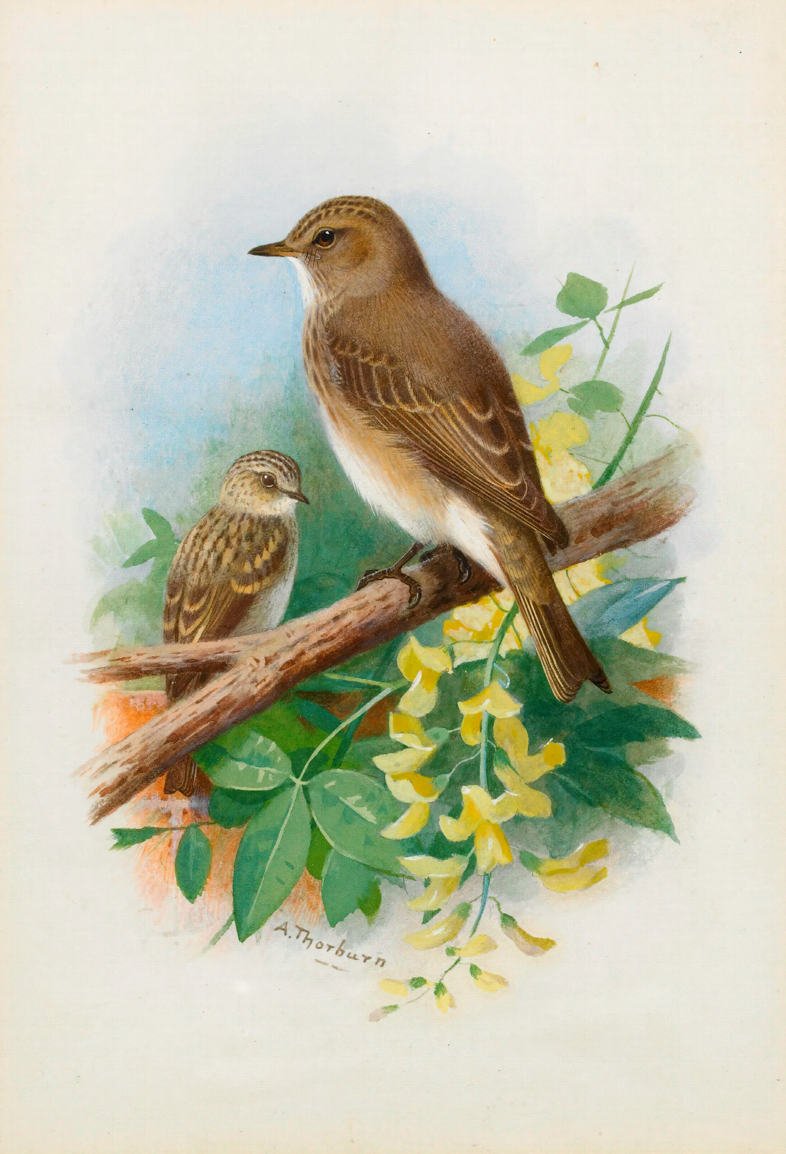 Spotted Flycatchers Wall Art by Archibald Thorburn - Canvas Print