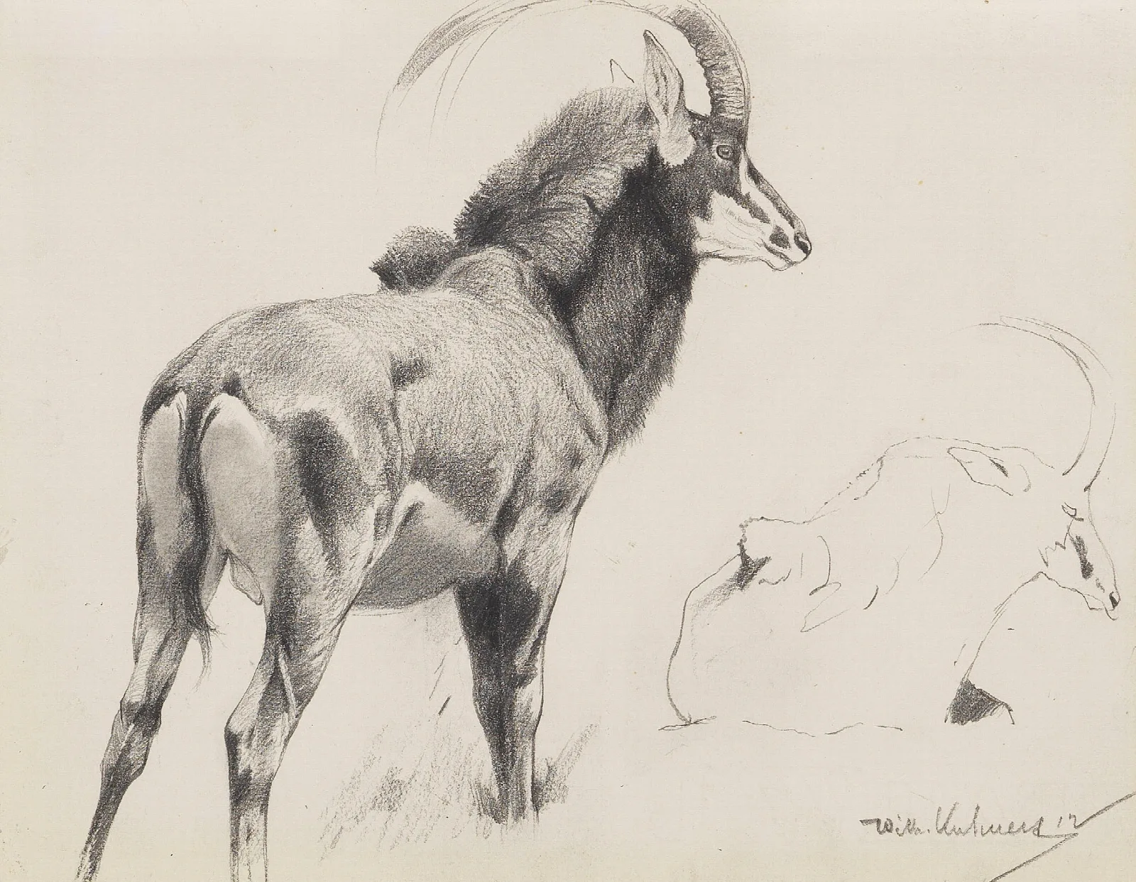 Rappenantilope 2 Wall Art by Wilhelm Kuhnert - Canvas Print