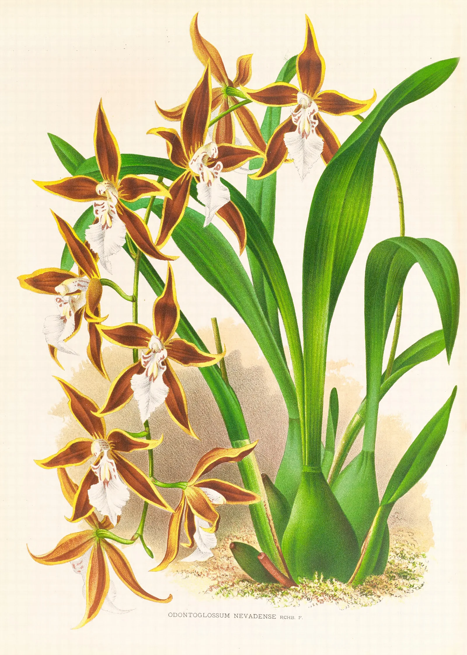Odontoglossum Nevadense 2 Wall Art by Jean Jules Linden - Canvas Print