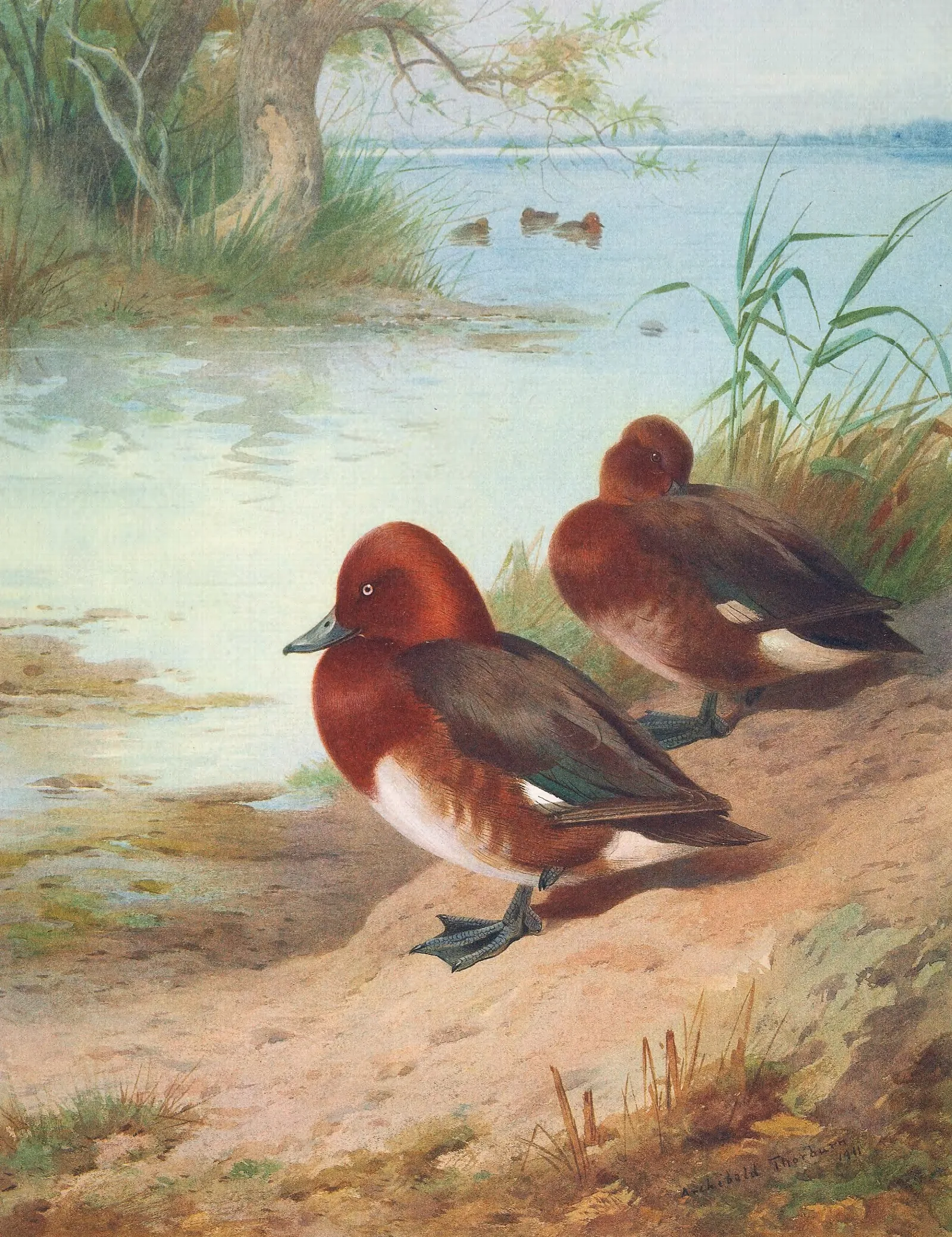 Ferruginous Duck Wall Art by Archibald Thorburn - Canvas Print