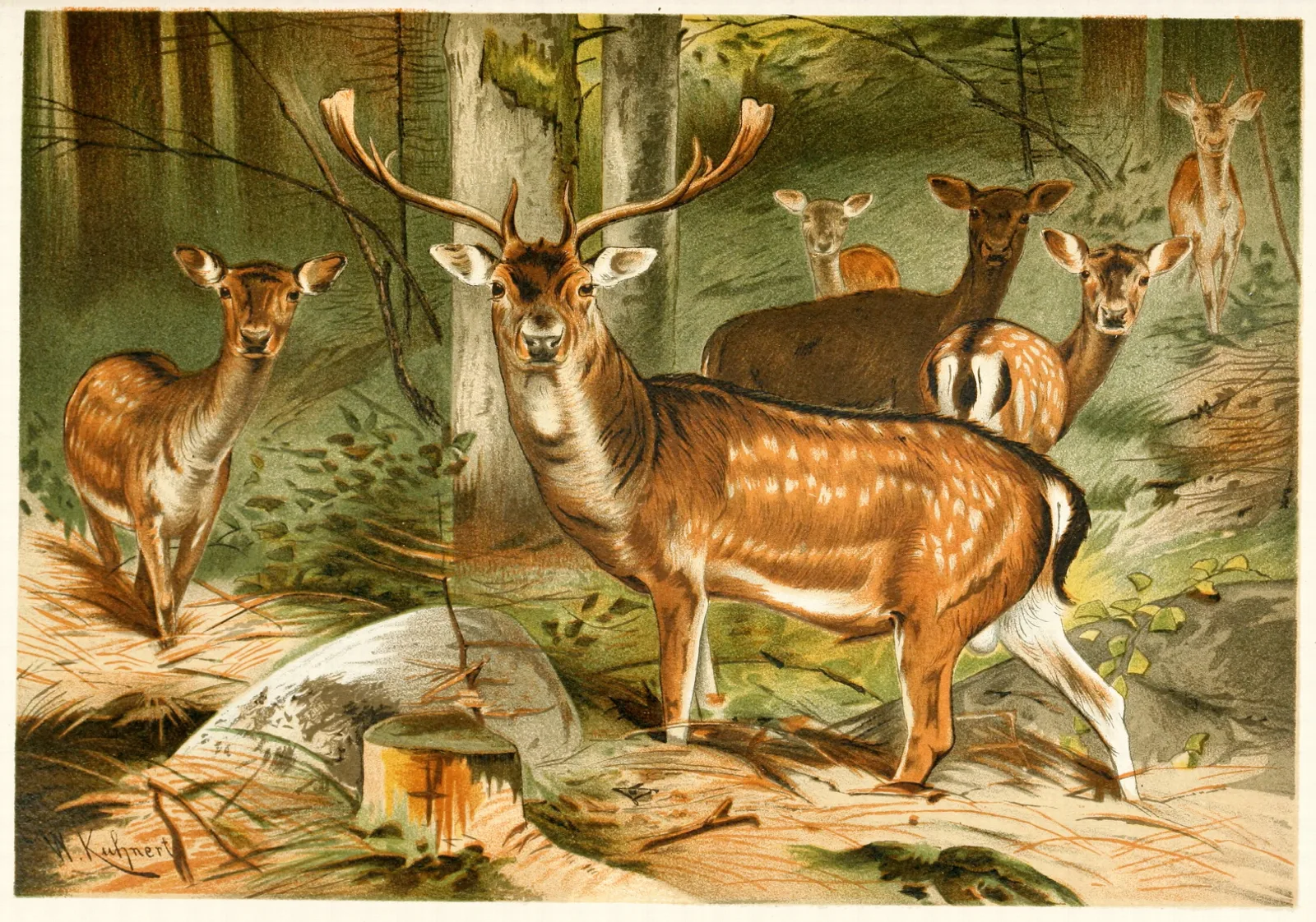 Fallow Deer Wall Art by Wilhelm Kuhnert - Canvas Print