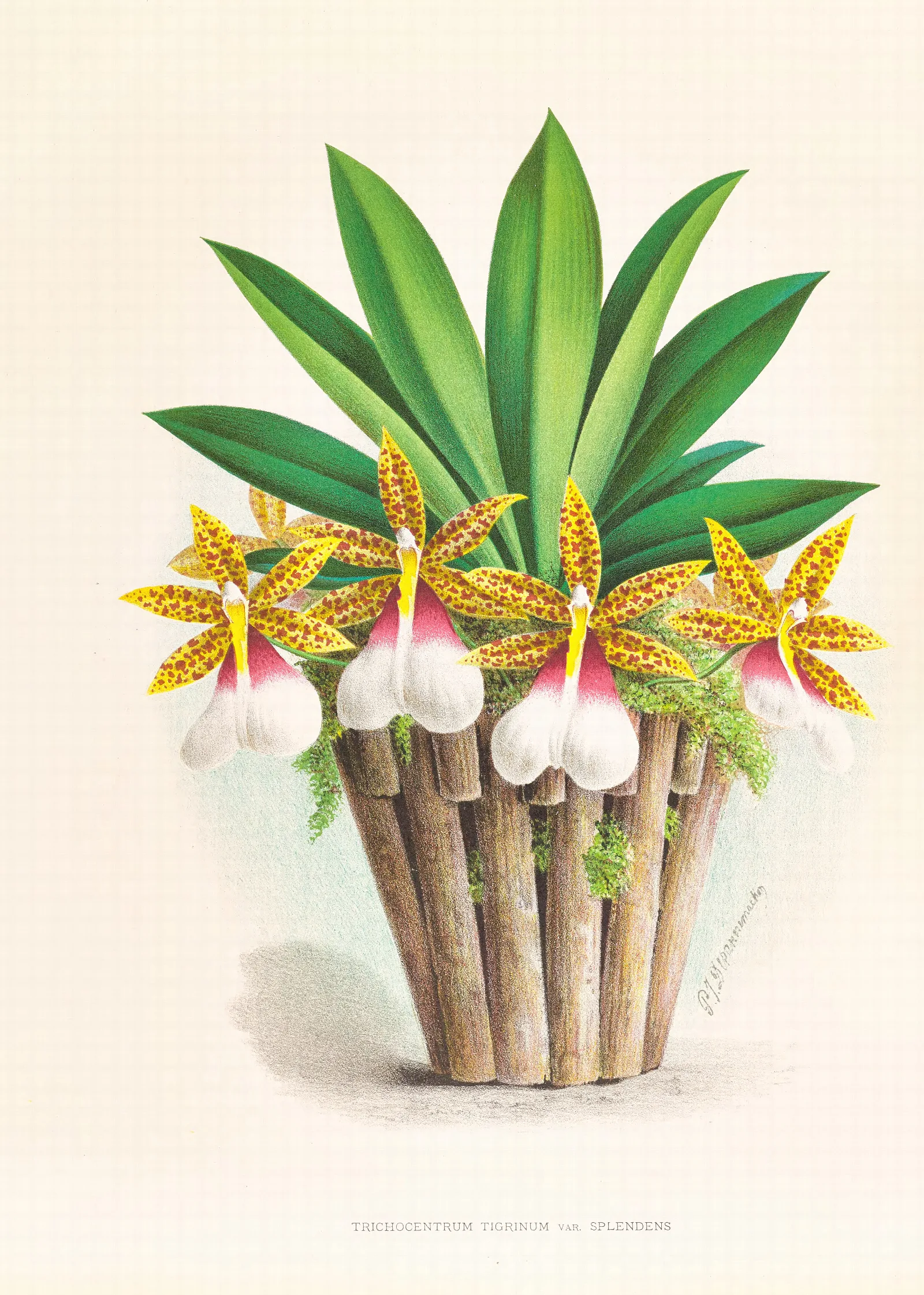 Trichocentrum Tigrinum Wall Art by Jean Jules Linden - Canvas Print