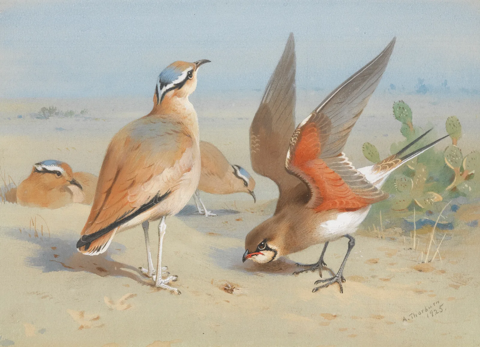 Cream Coloured Courser And Pratincole Wall Art by Archibald Thorburn - Canvas Print