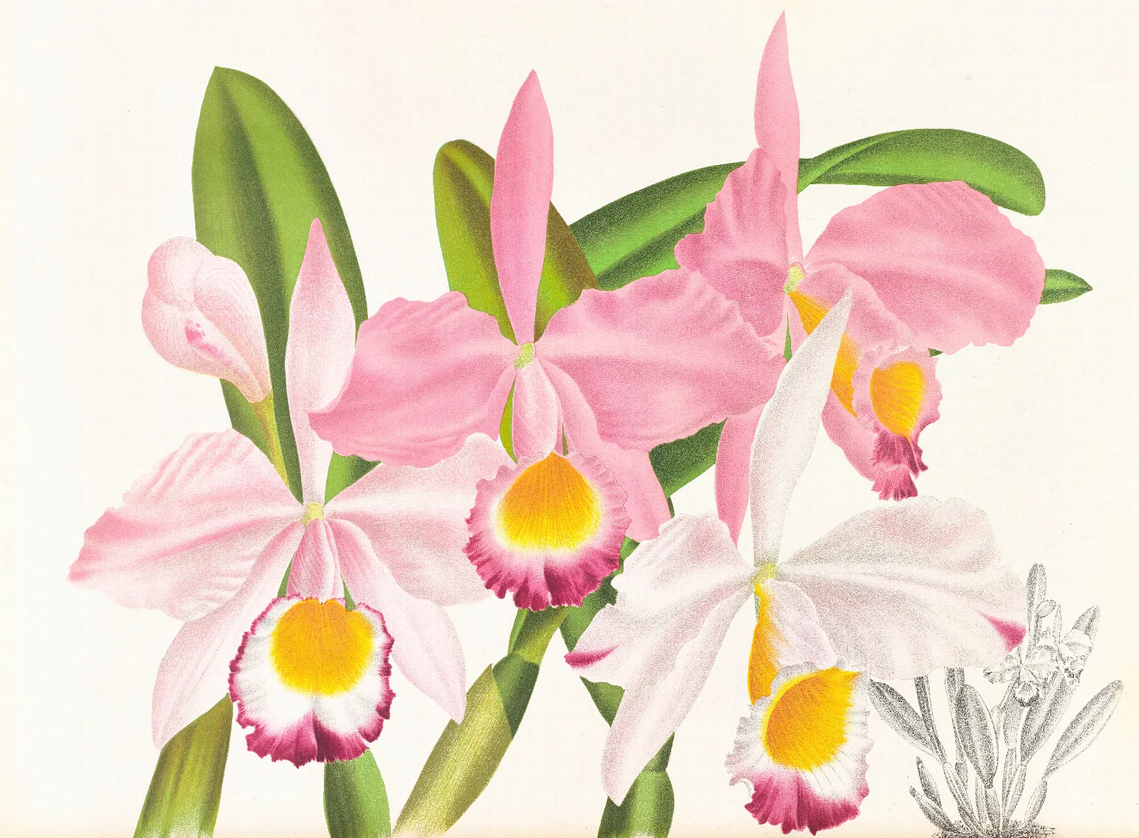 Cattleya Eldorado Wall Art by Jean Jules Linden - Canvas Print